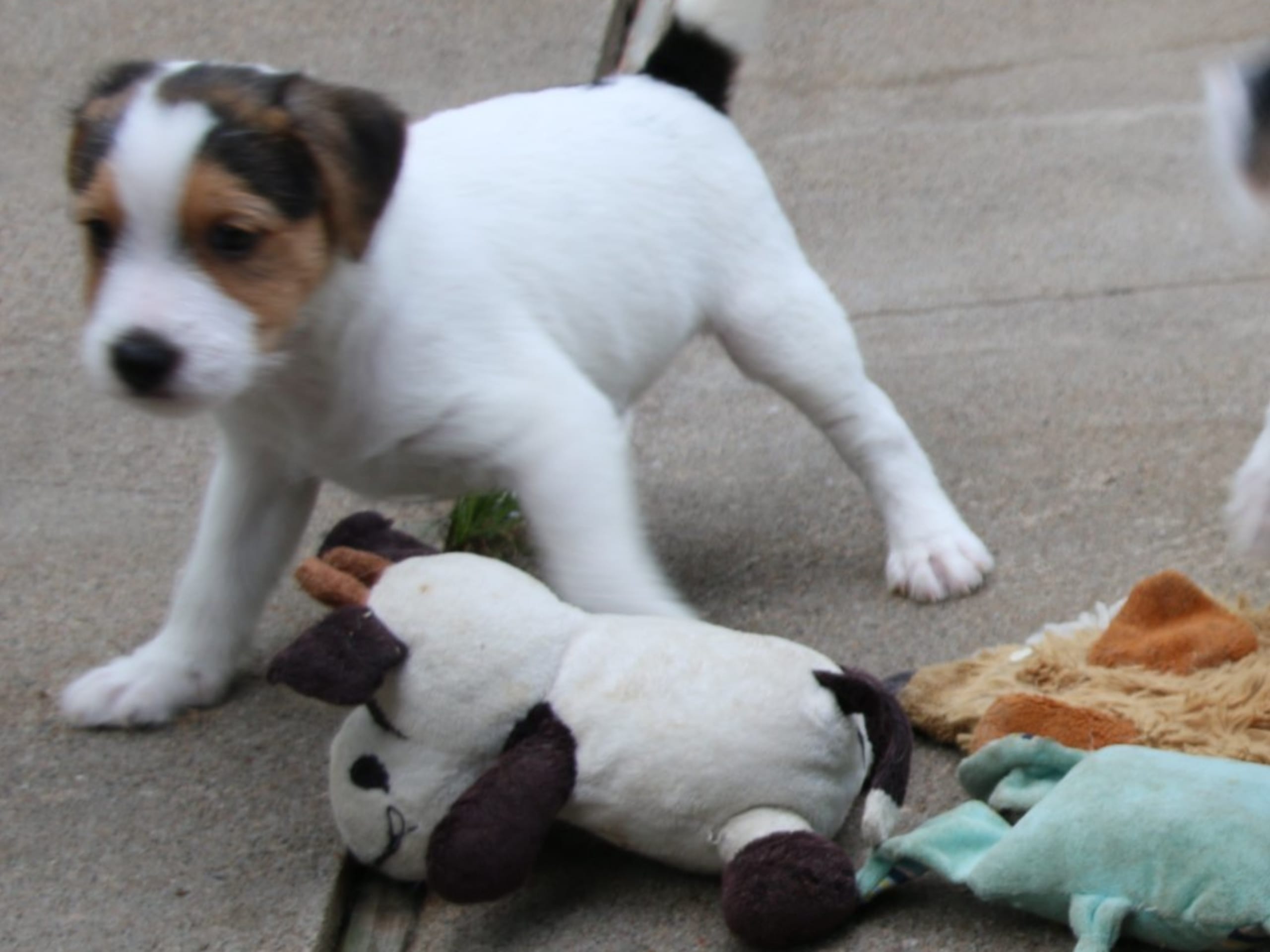 Parson russell terrier · Kristianstad · Double Barrel's