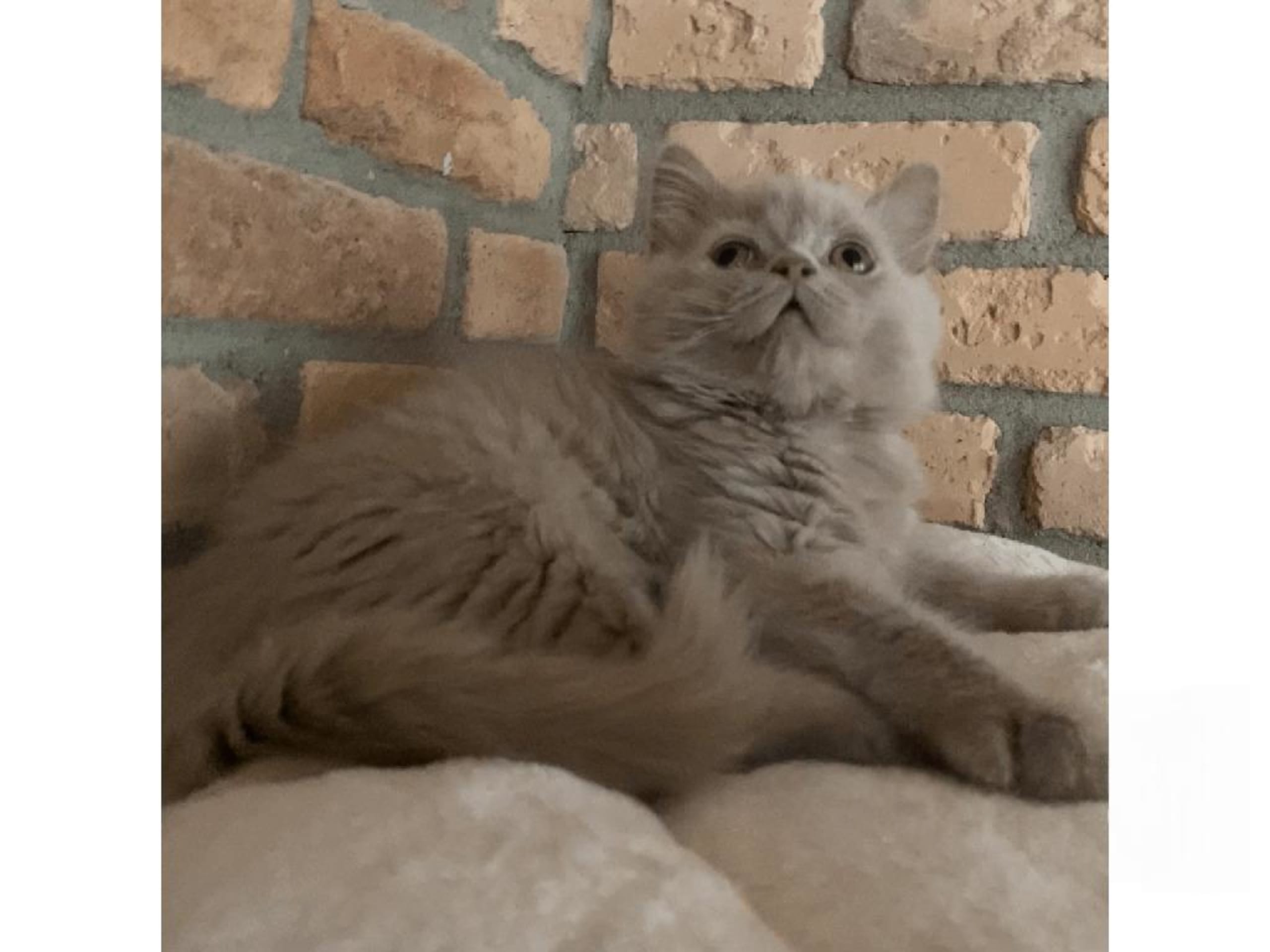 British Longhair · Örkelljunga · SE*VonWowern's