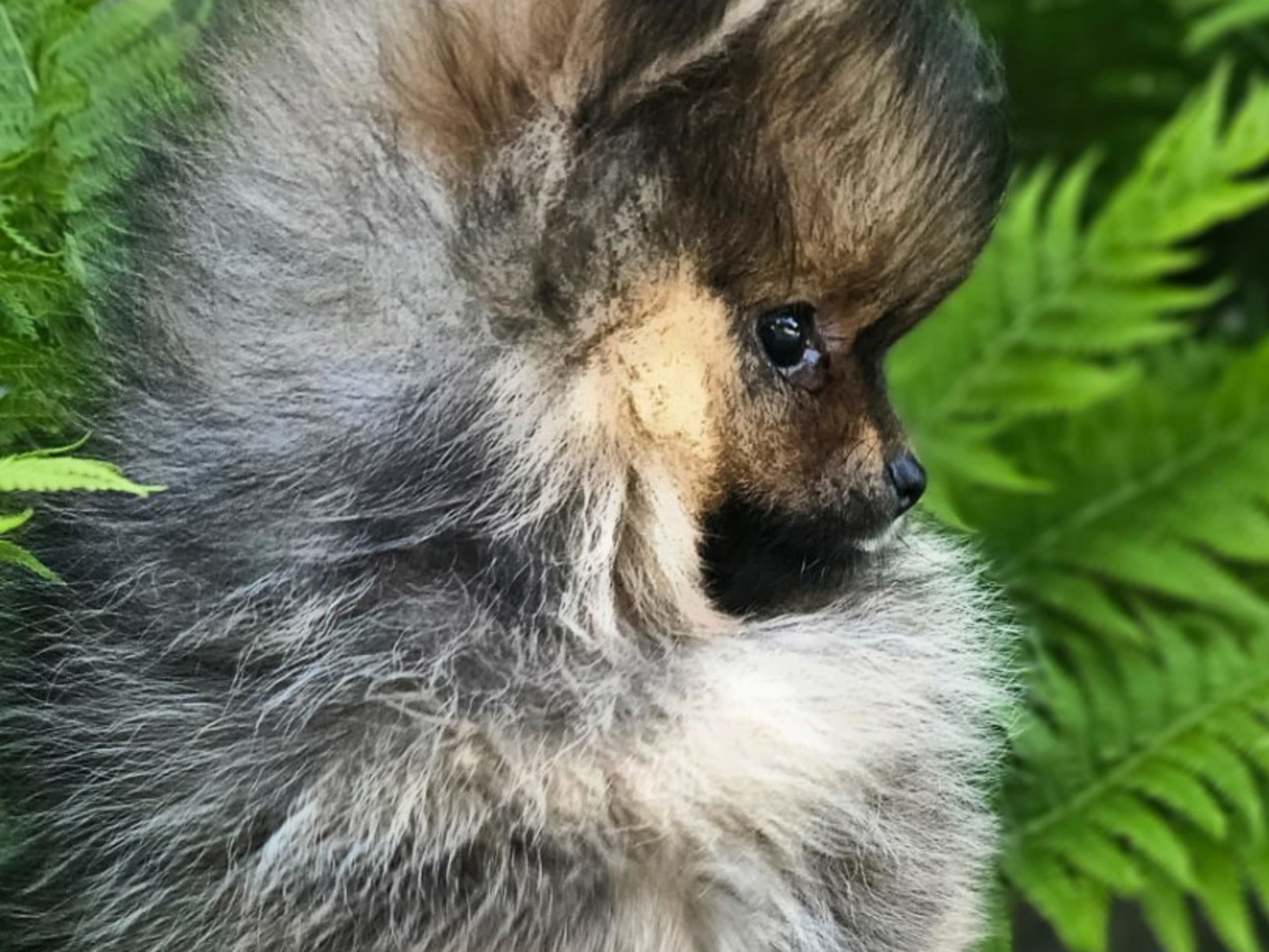 Pomeranian · Kågeröd · Tiny Winne