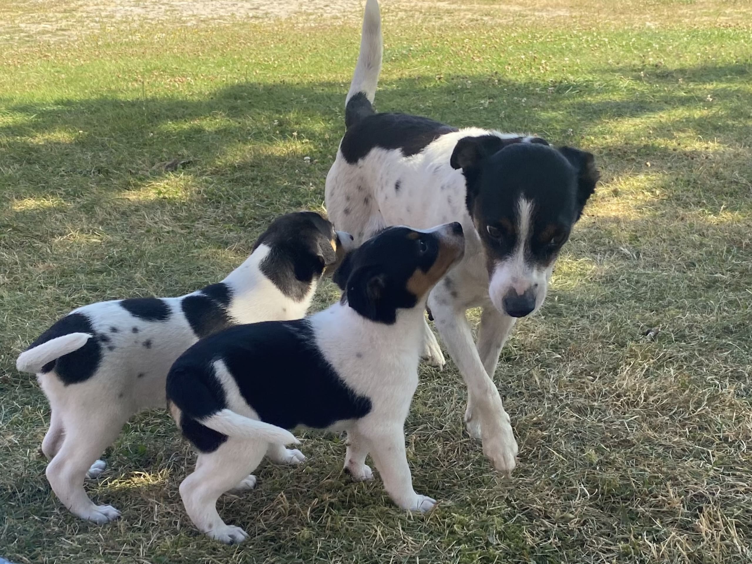 Danish Swedish Farmdog · Hjørring · Arne Mejlhede