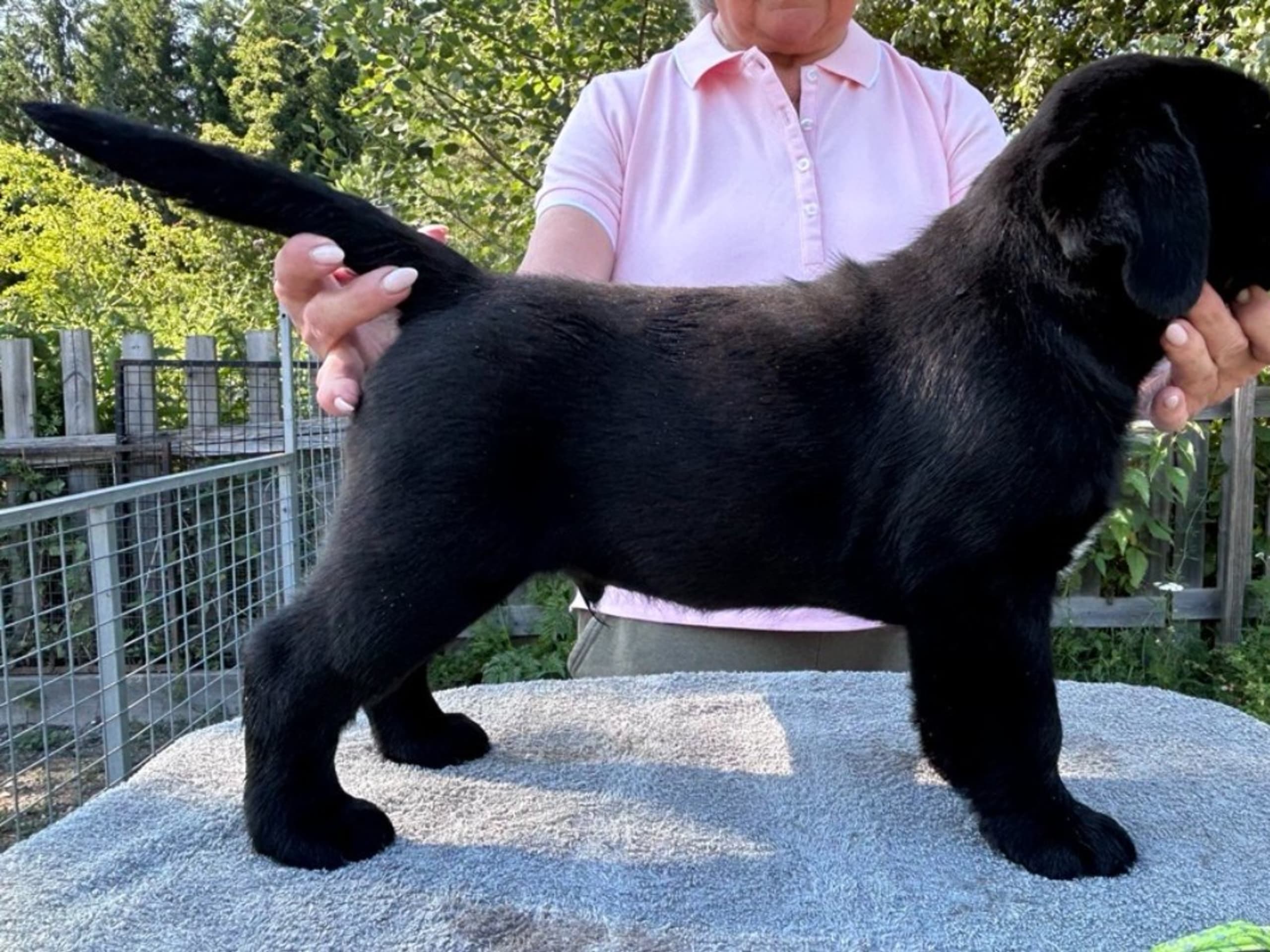 Labrador retriever · Björkvik · Annual's