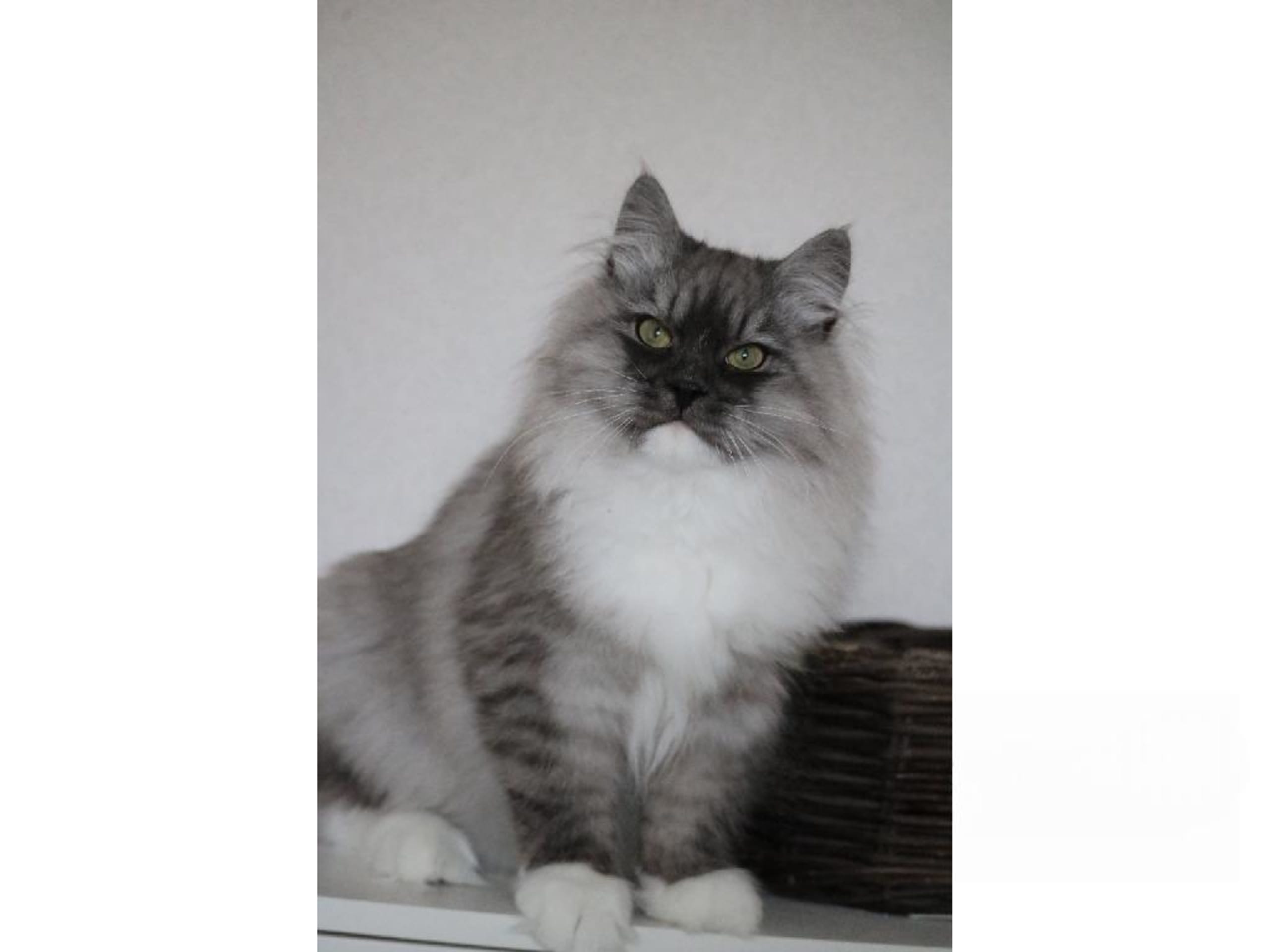 Sibirisk kat · Forsa · S*Vänorten's