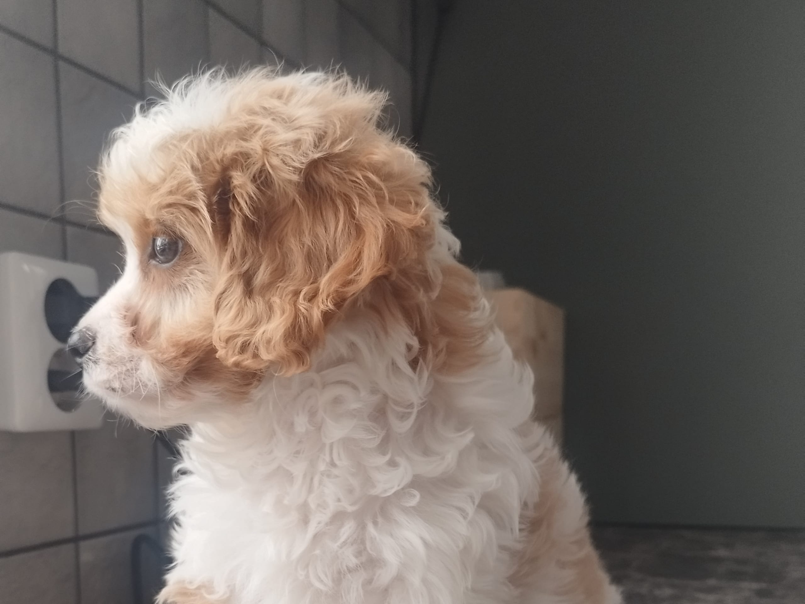 Hjortkvarns Cavapoo
