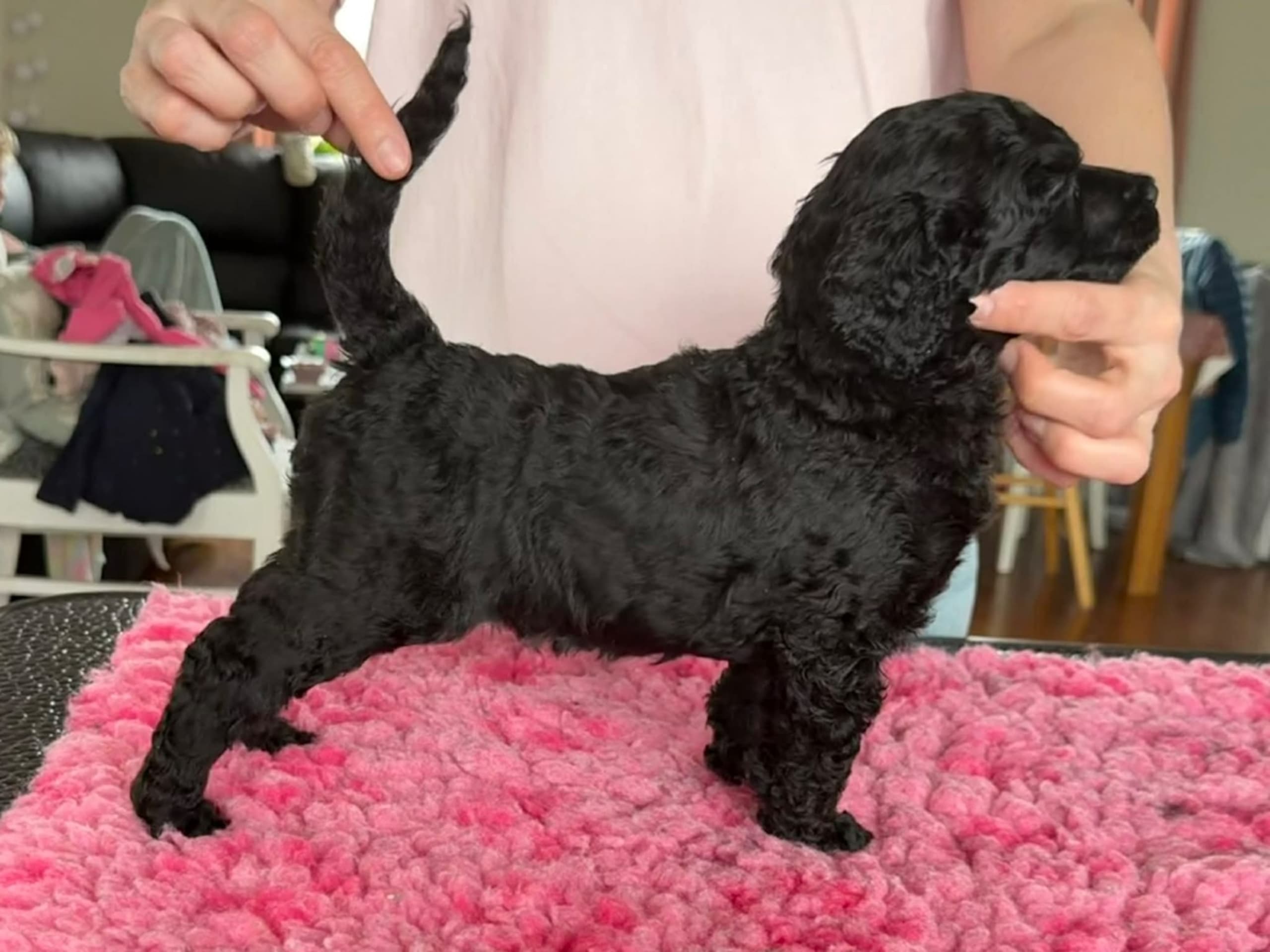 Standard Poodle · Östersund · Iskaya