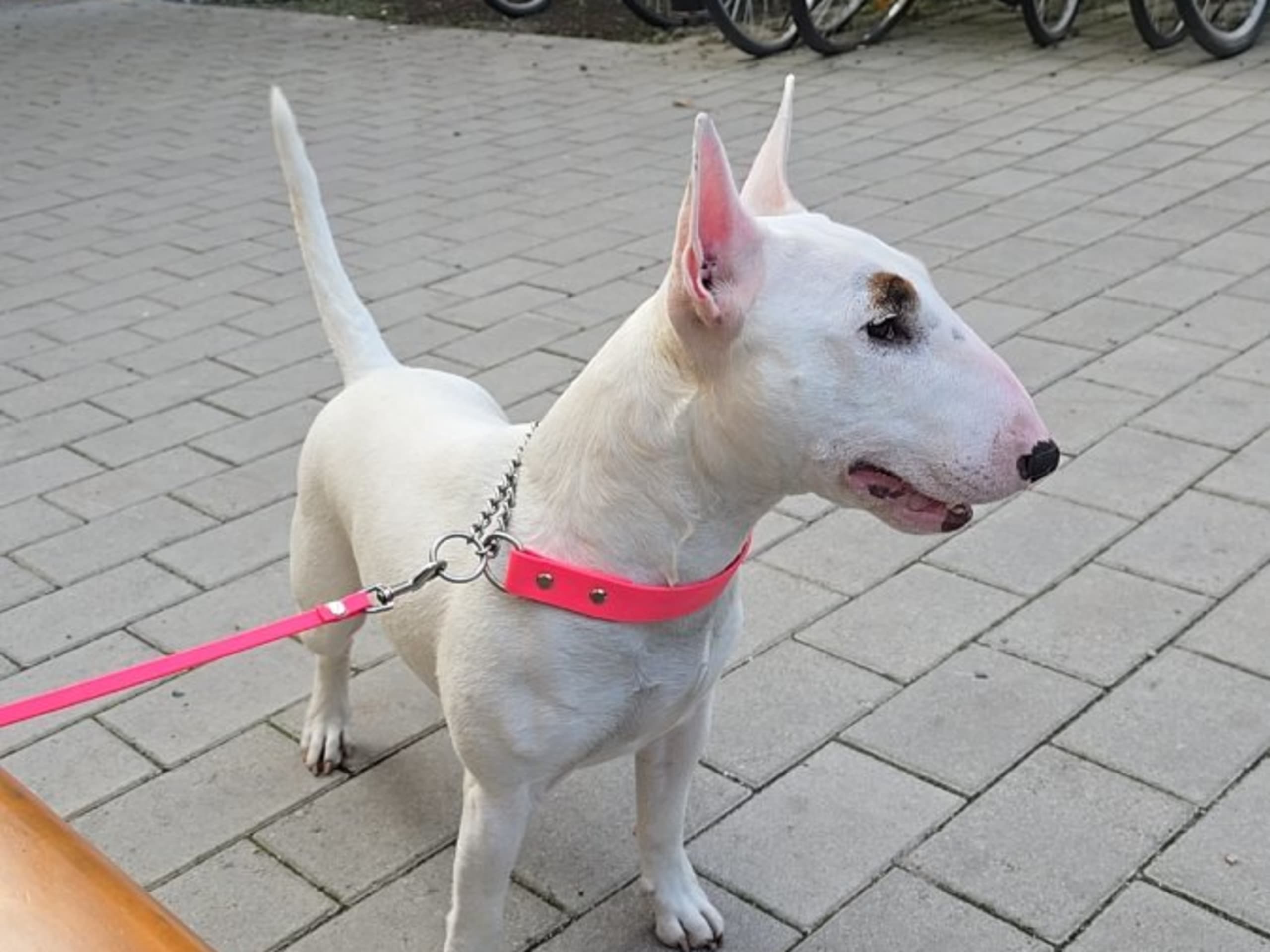 Miniatyrbullterrier · Västerås · Beyond Heaven