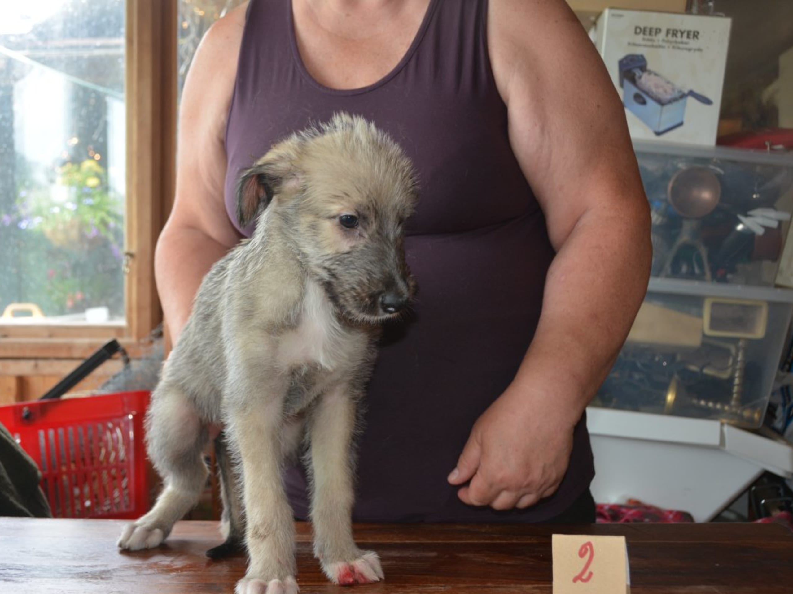 Irish Wolfhound · Stora Levene · Åkerö's