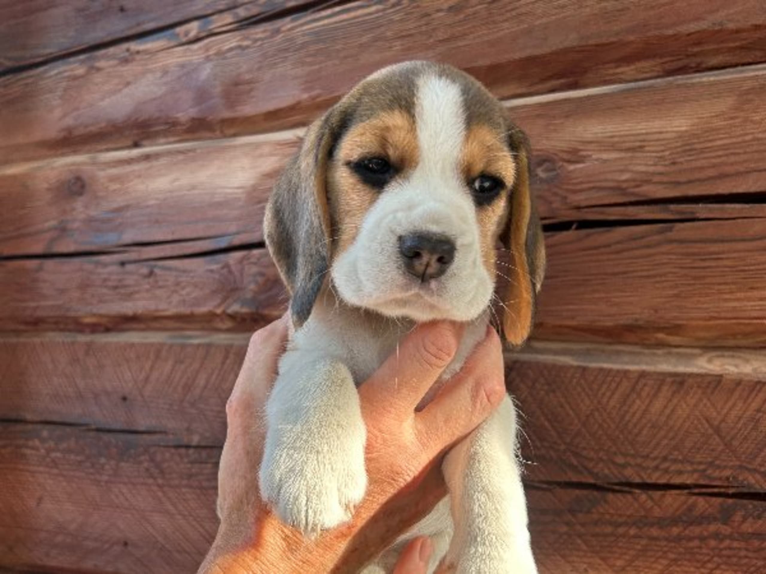Beagle · Hallstahammar · Lena Linder