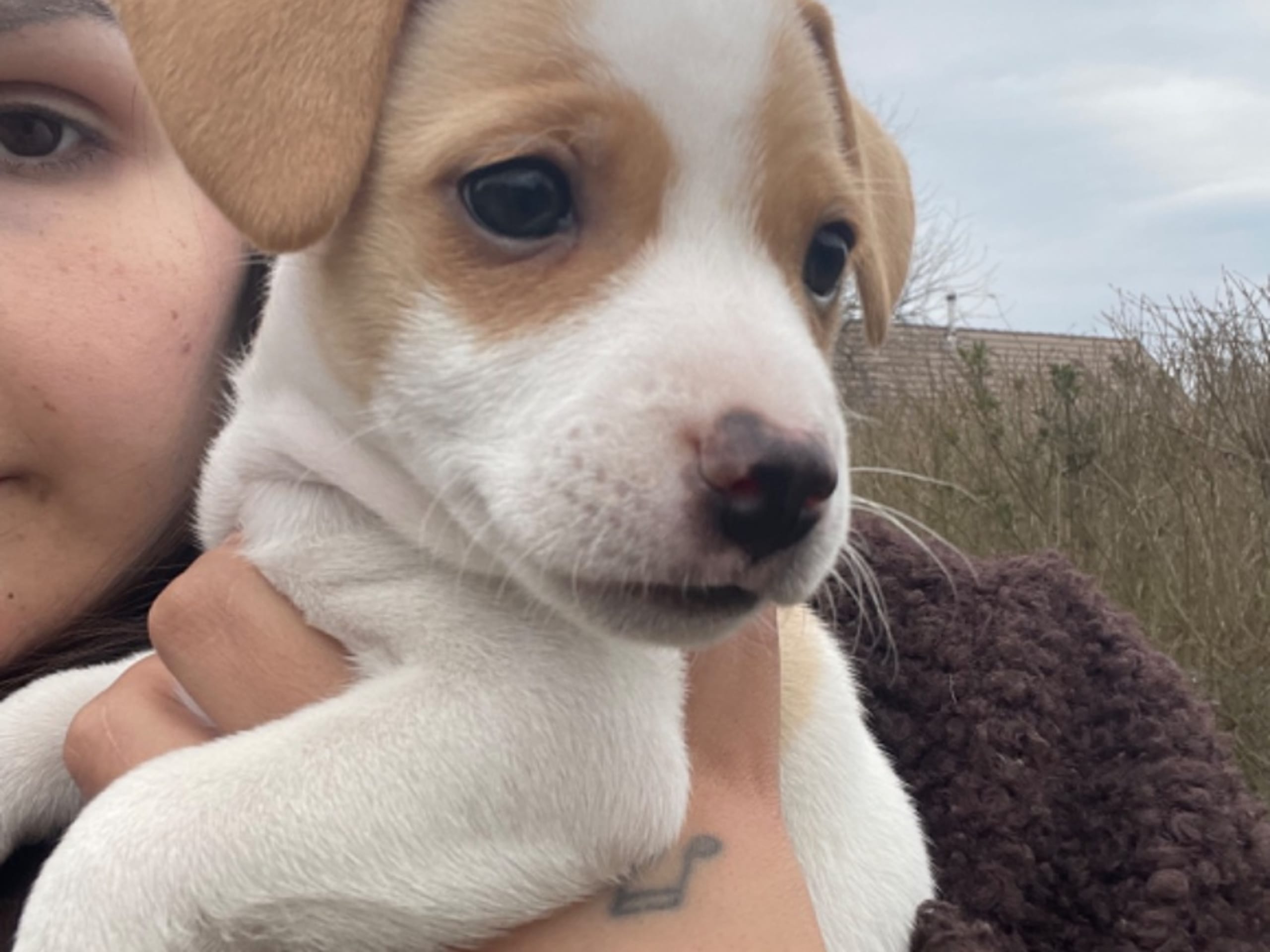 Danish Swedish Farmdog · Revinge · Freja Levin