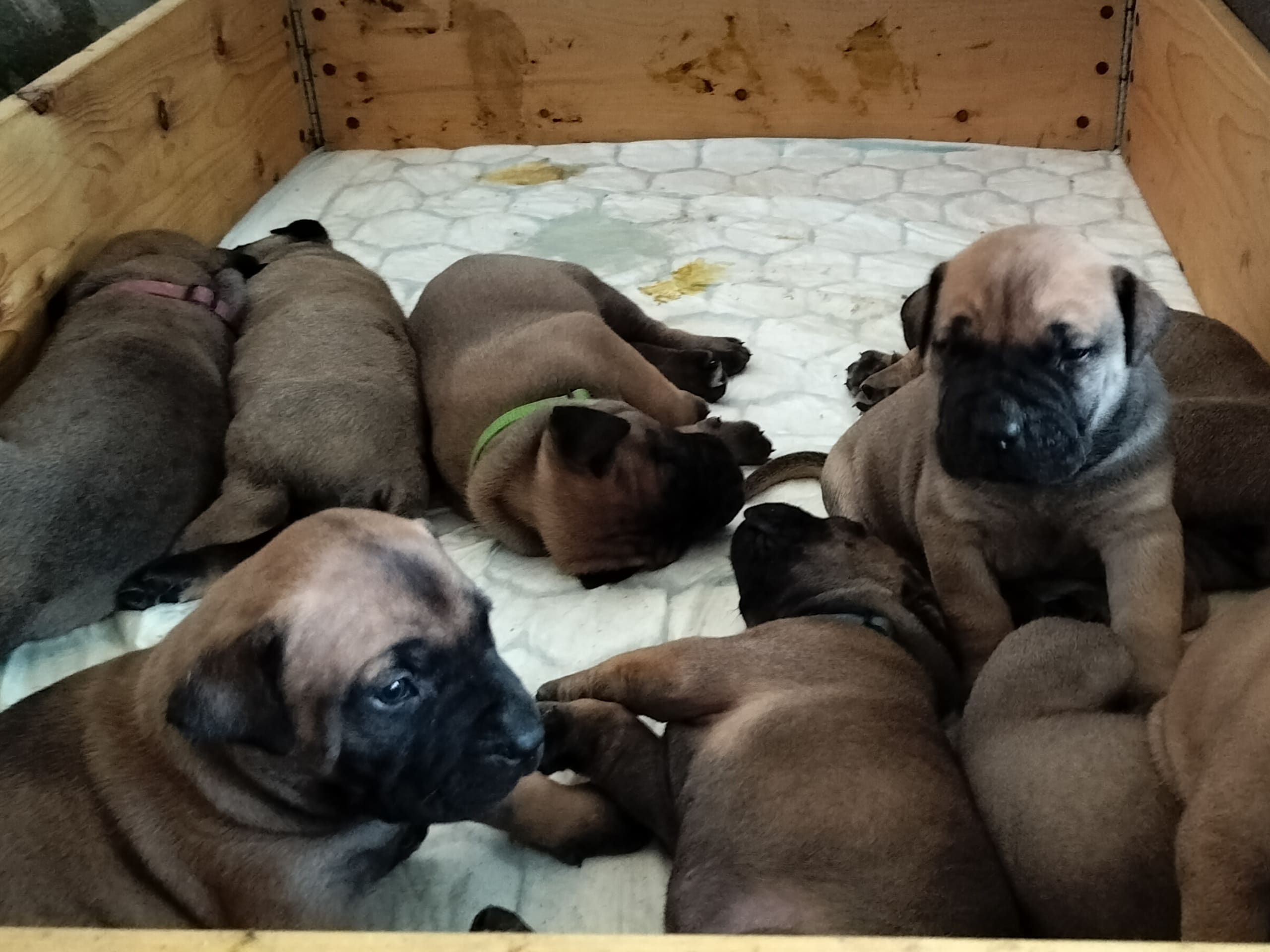 Boergarden boerboels
