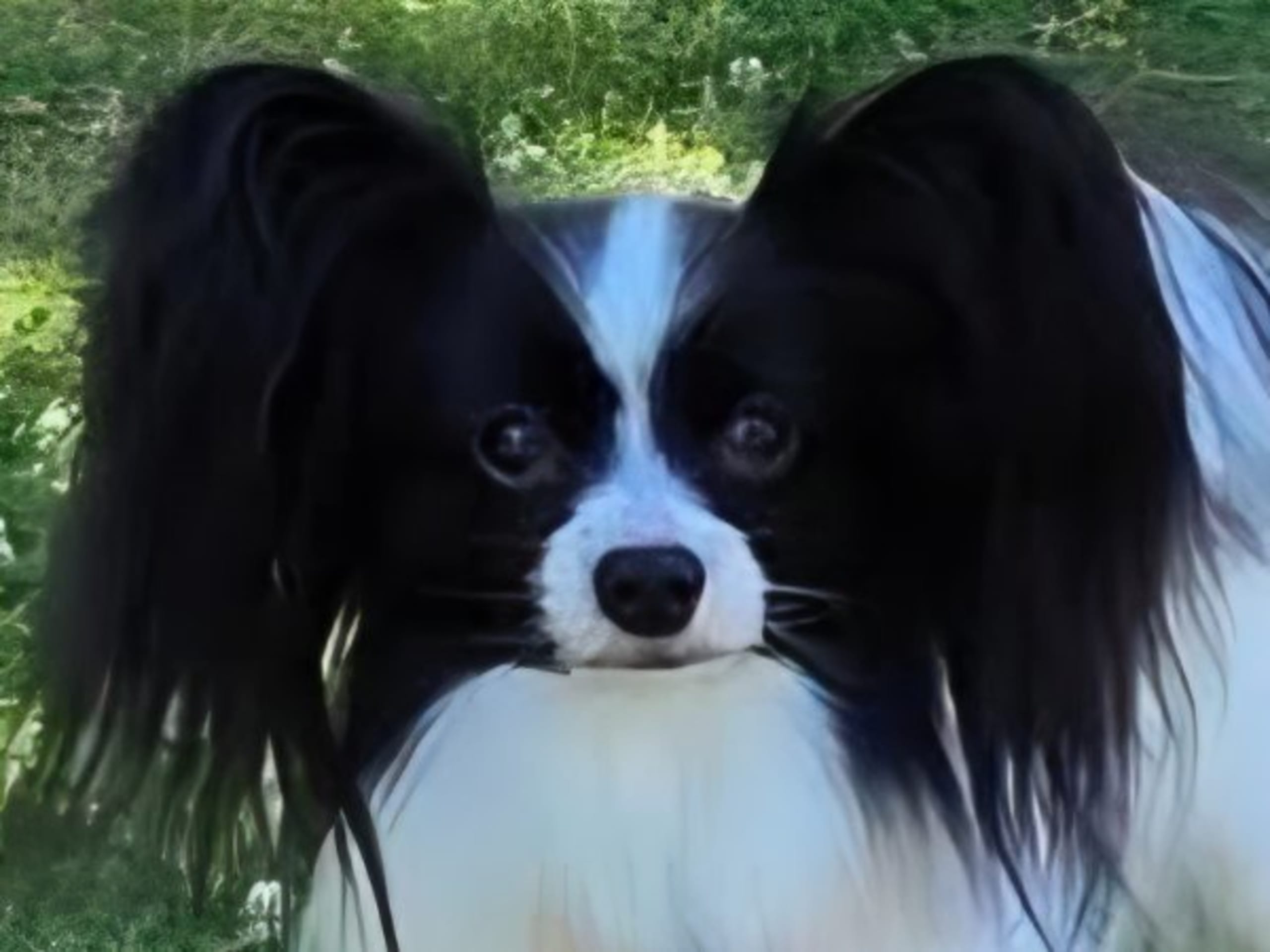 Papillon · Norrköping · Silkywind's