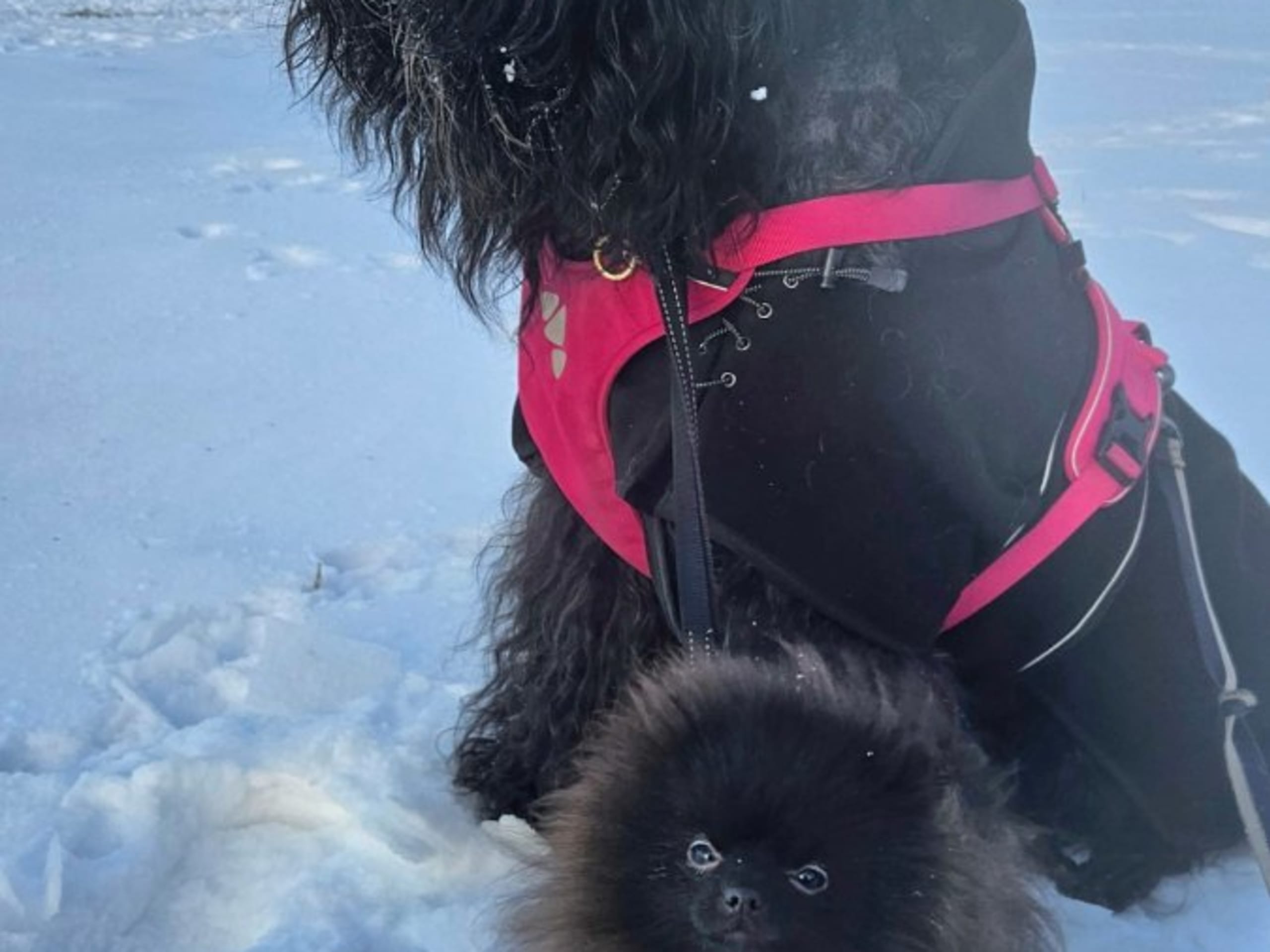 Pomeranian · Kågeröd · Tiny Winne