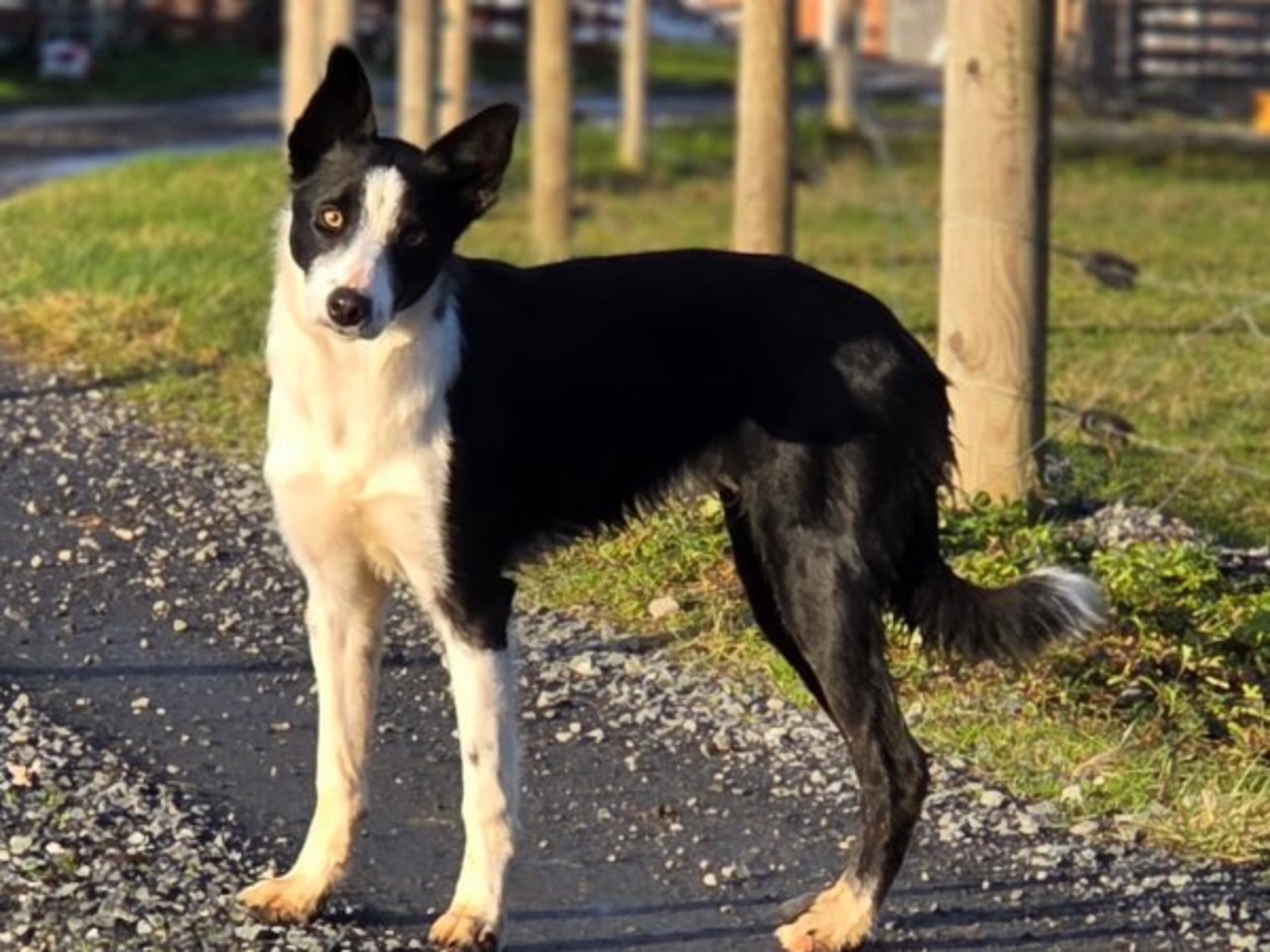 Border collie