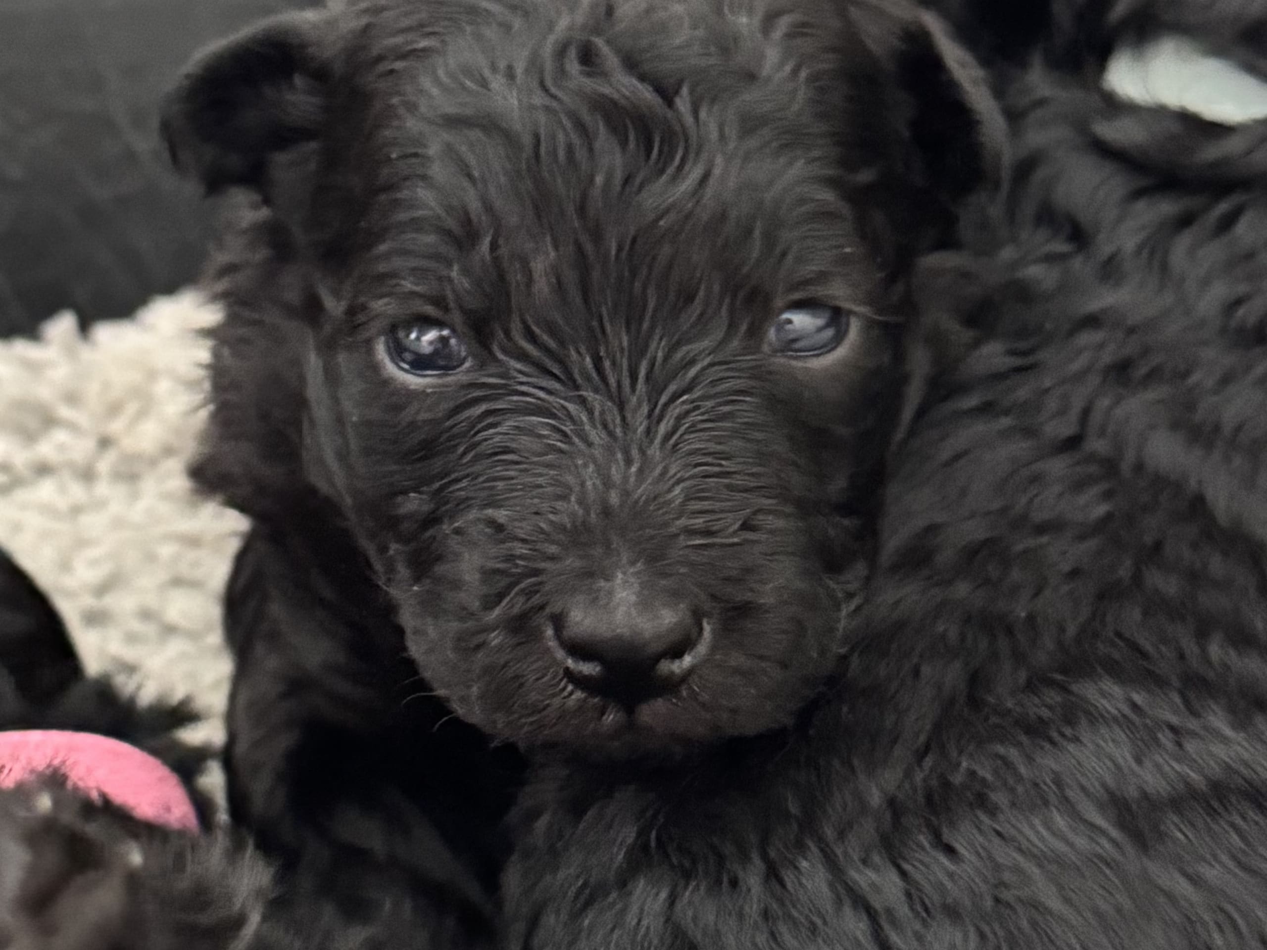 Pumi