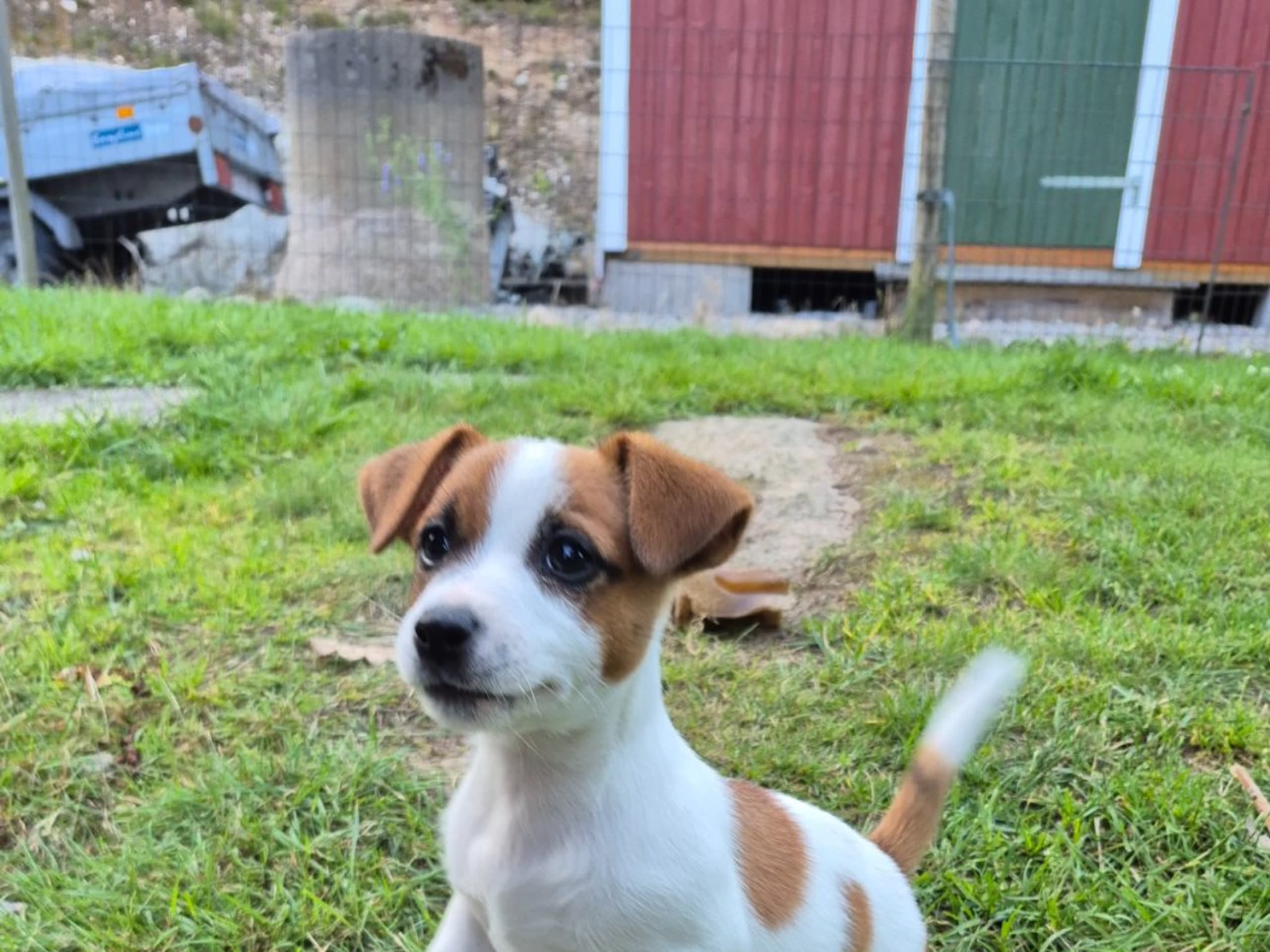 Jack russell terrier · Svenshögen · Sheridog