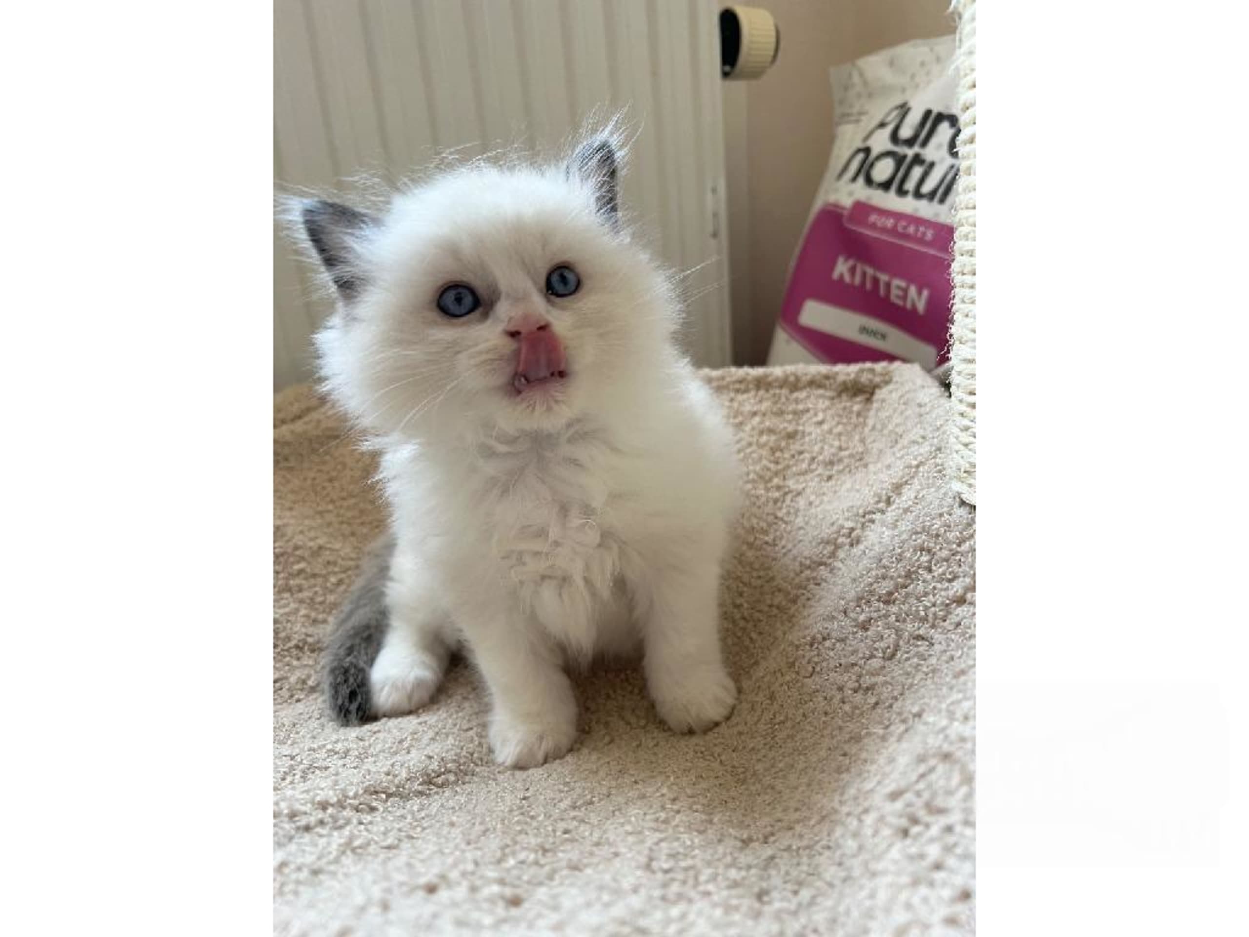 SE*Sapphire Blue Eyes