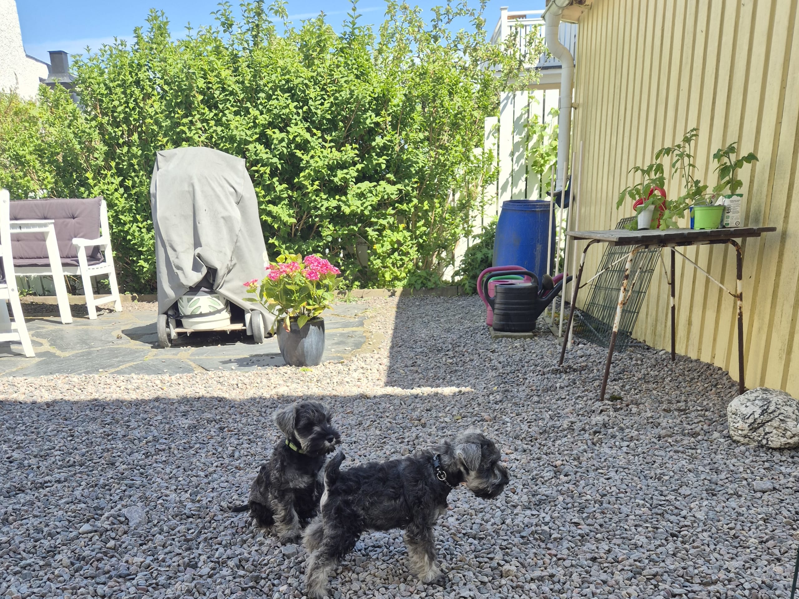 ELOFINS KENNEL