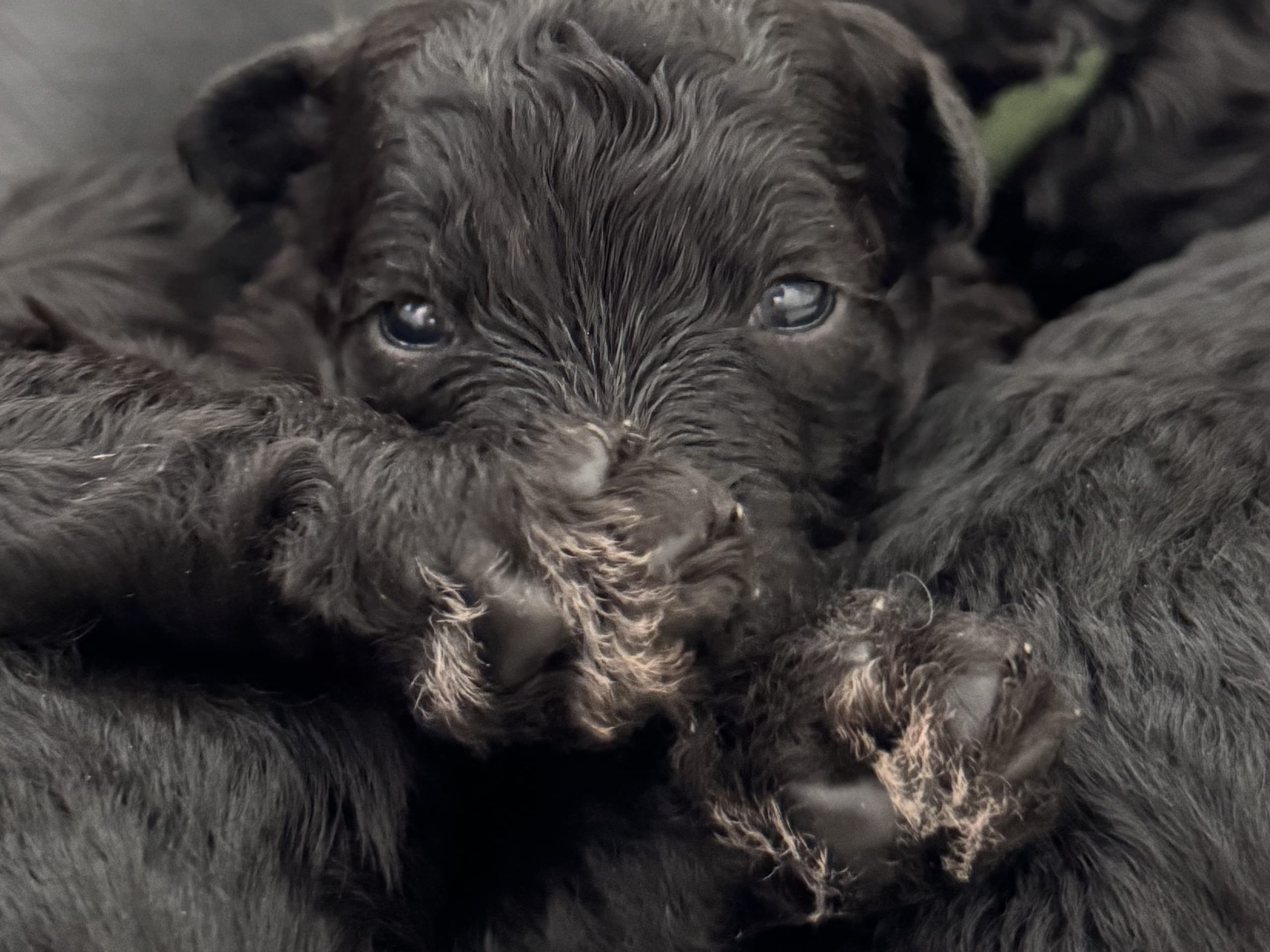 Pumi