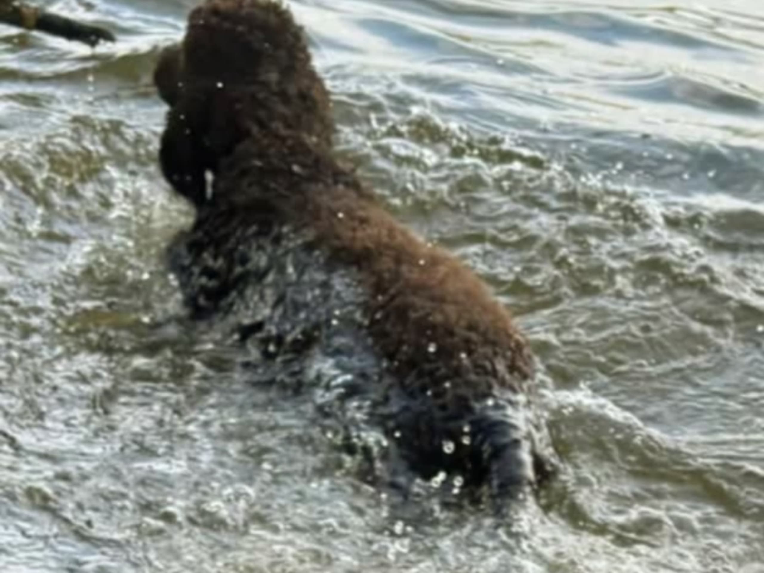 Irish Water Spaniel · Järna · Coffee’s