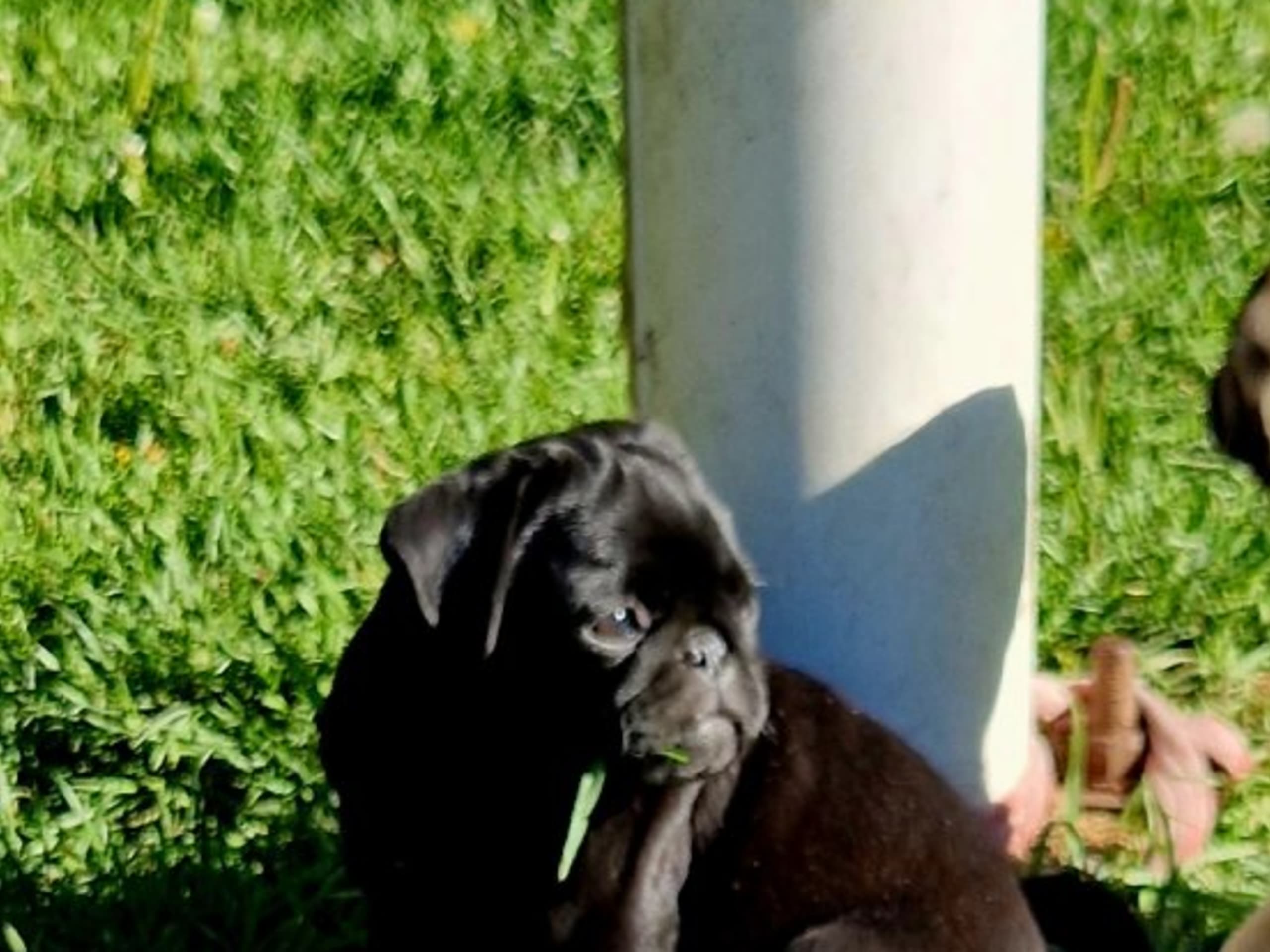 Mops