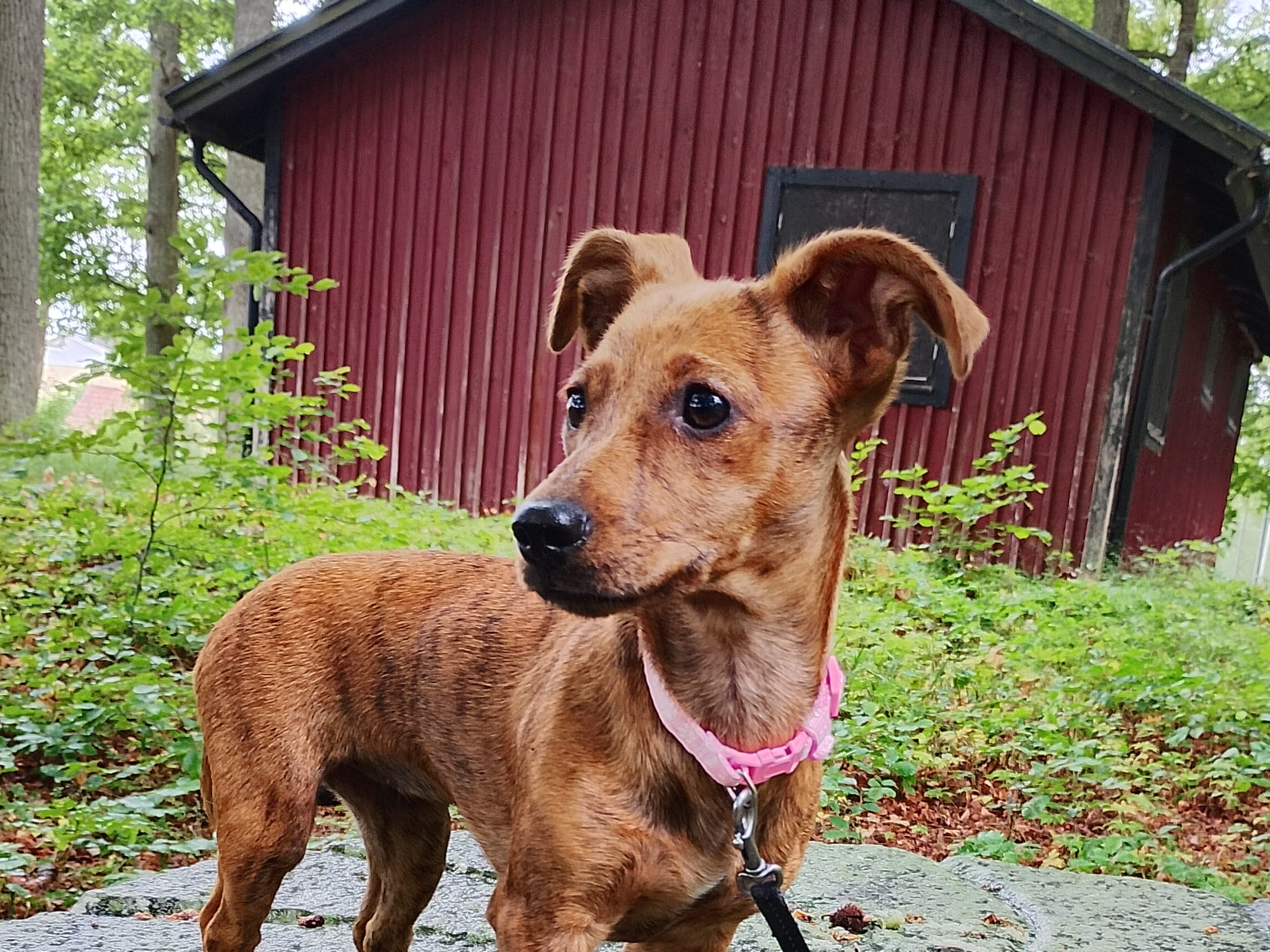 Blandras · Söderåkra · Helen E.