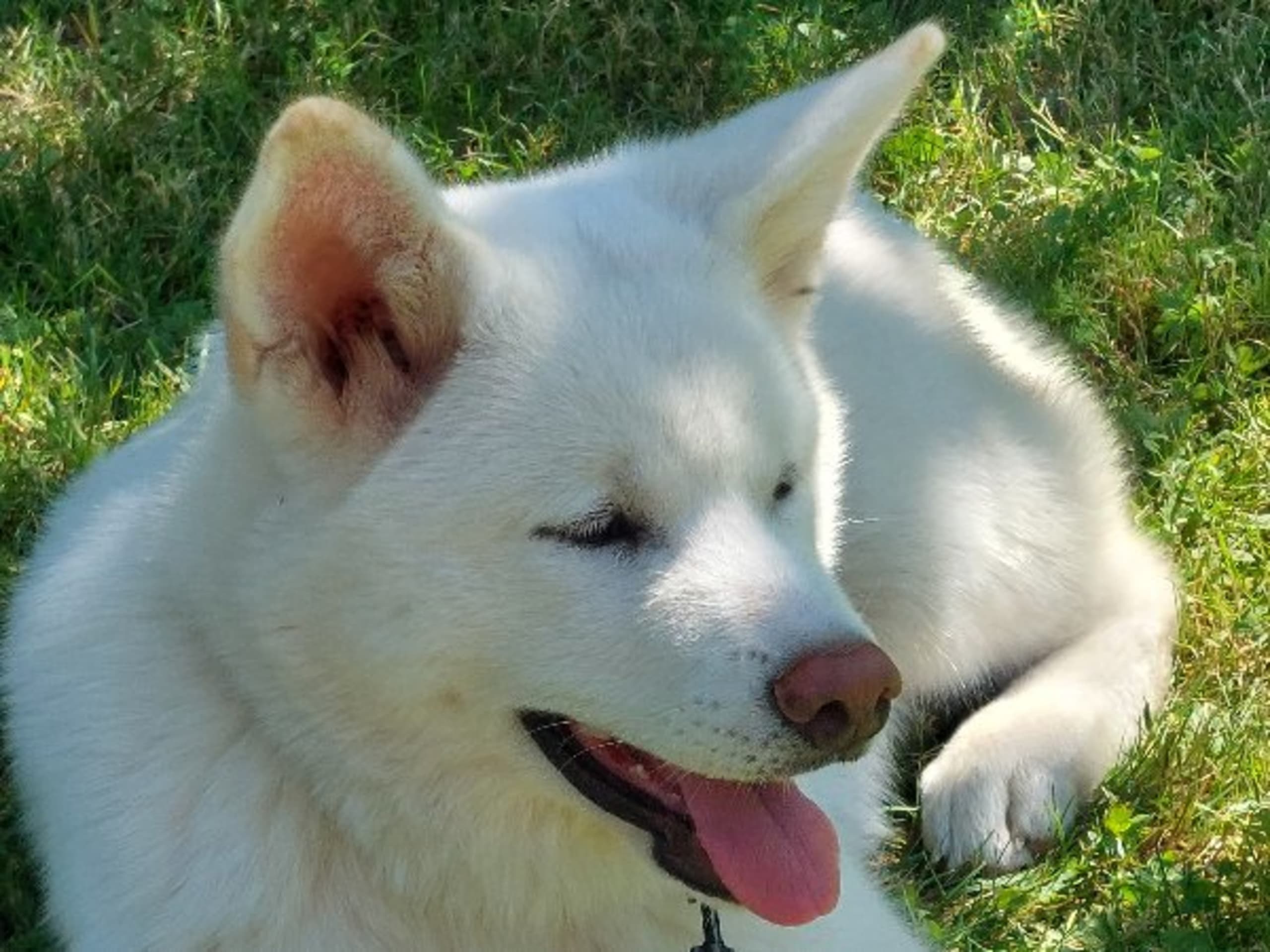 Akita · Dorotea · Krayon's kennel