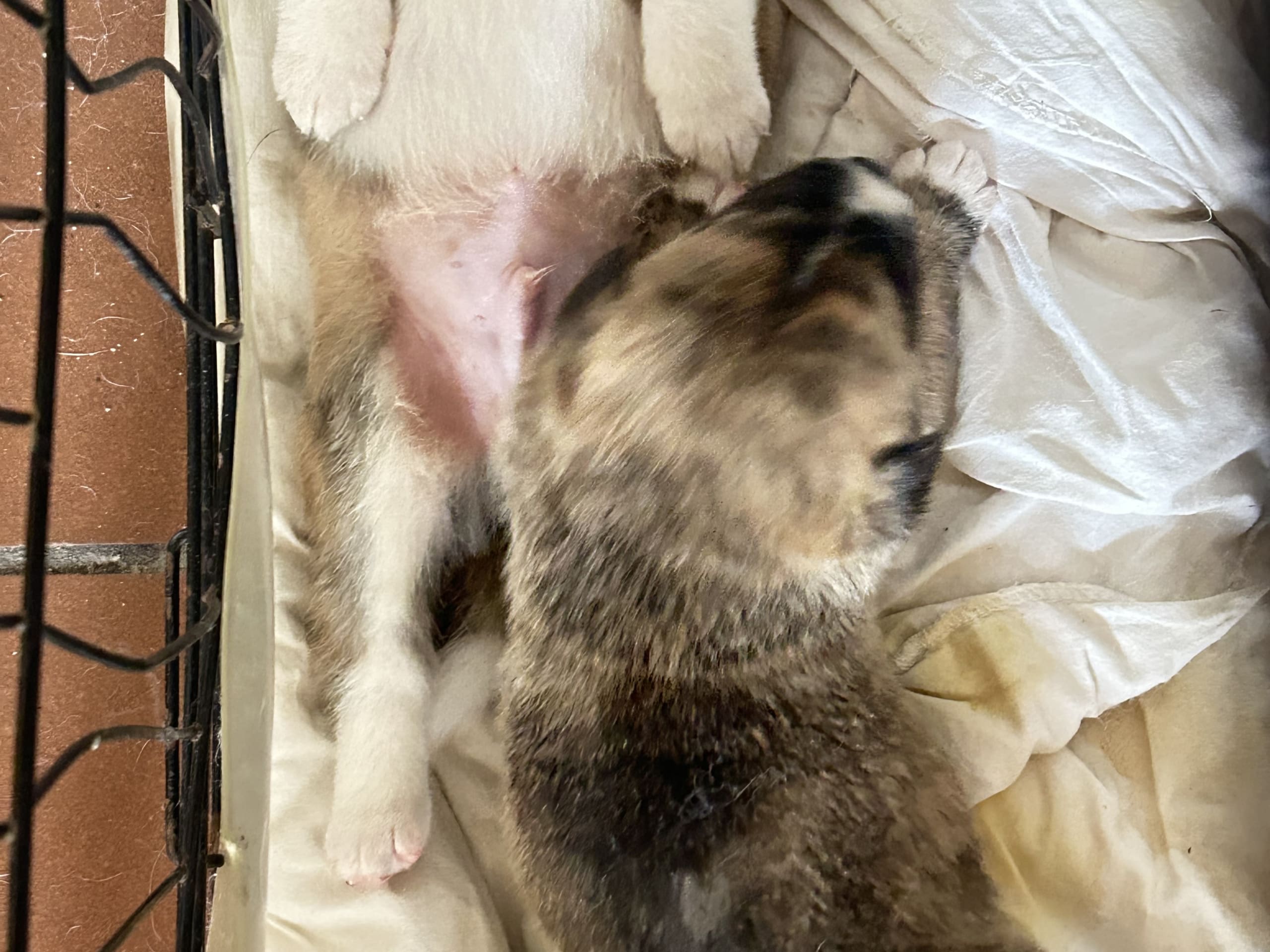 Akita · Holstebro · Linette N.