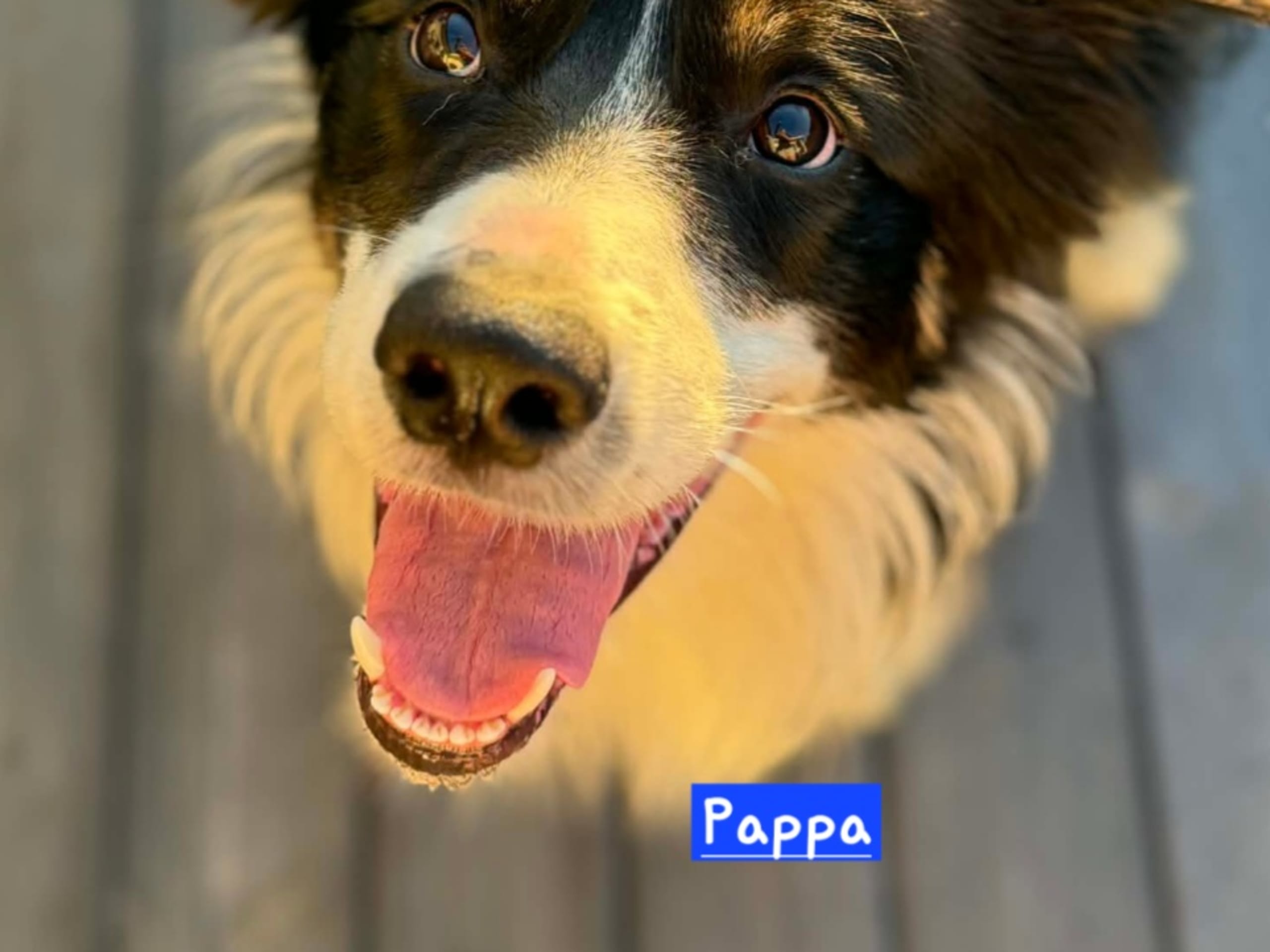 Australien shepherd/border collie · Rättvik · Gunilla G.