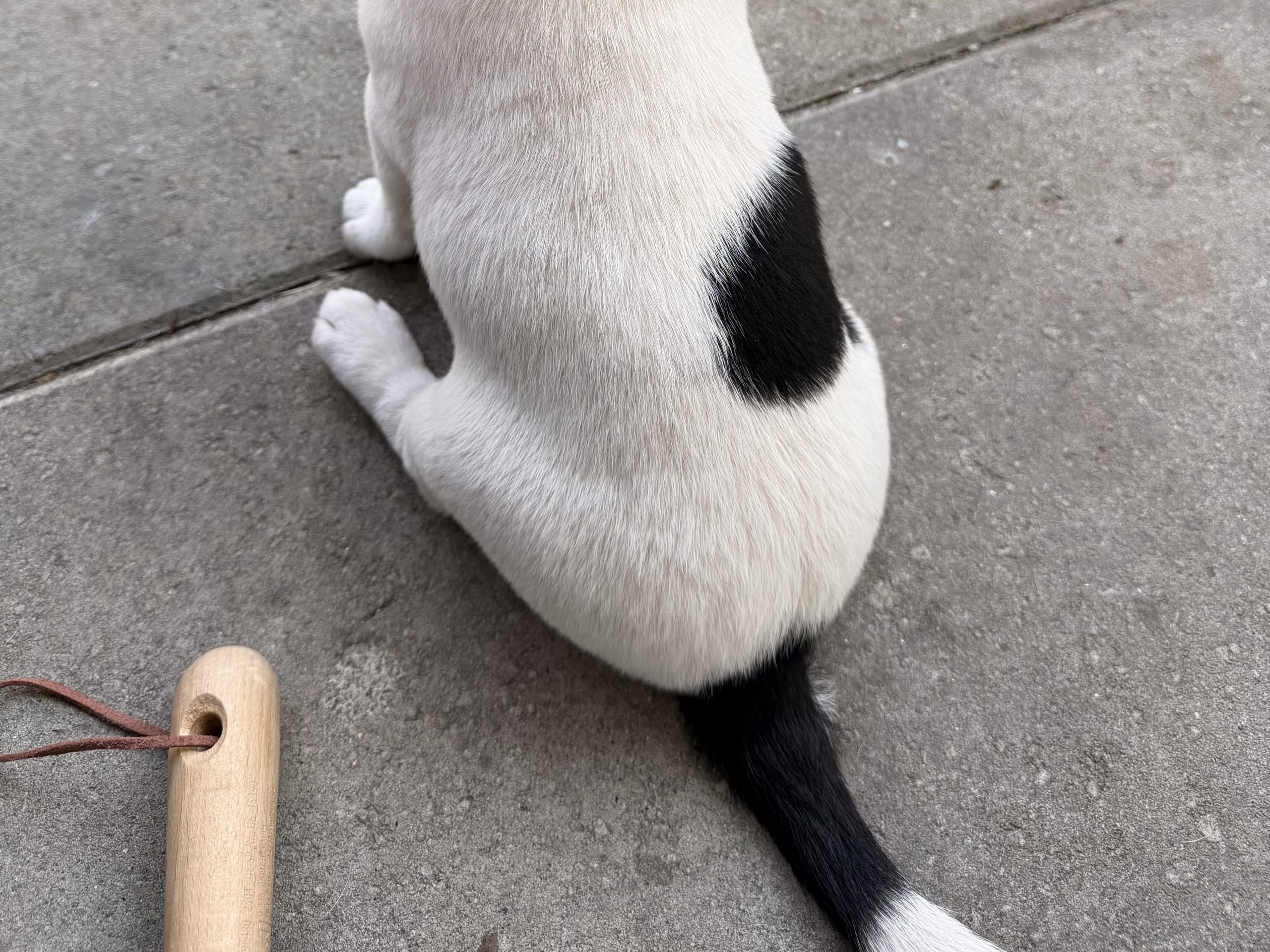 Jack russell terrier · åstorp · Dzenita R.
