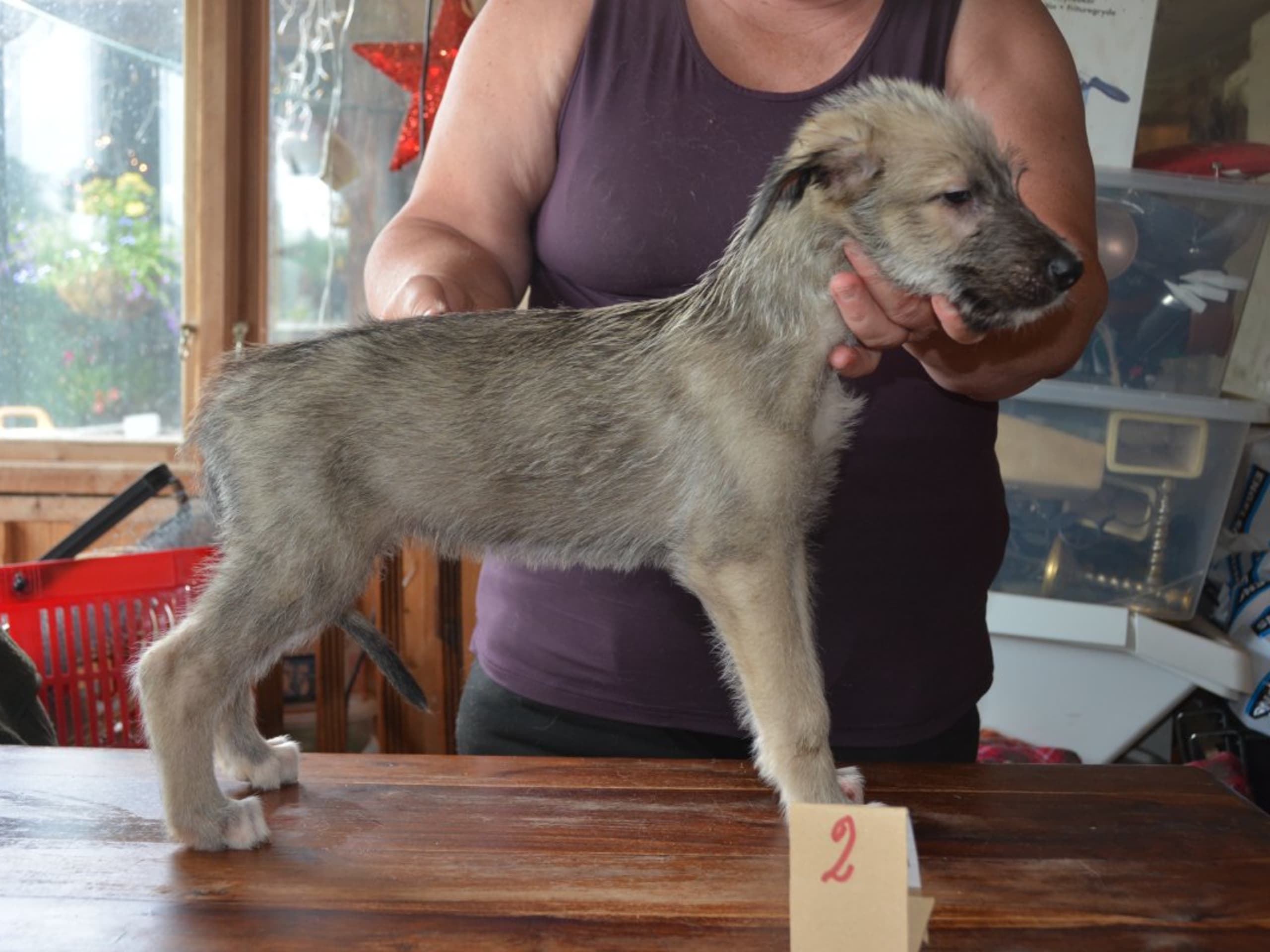 Irish Wolfhound · Stora Levene · Åkerö's