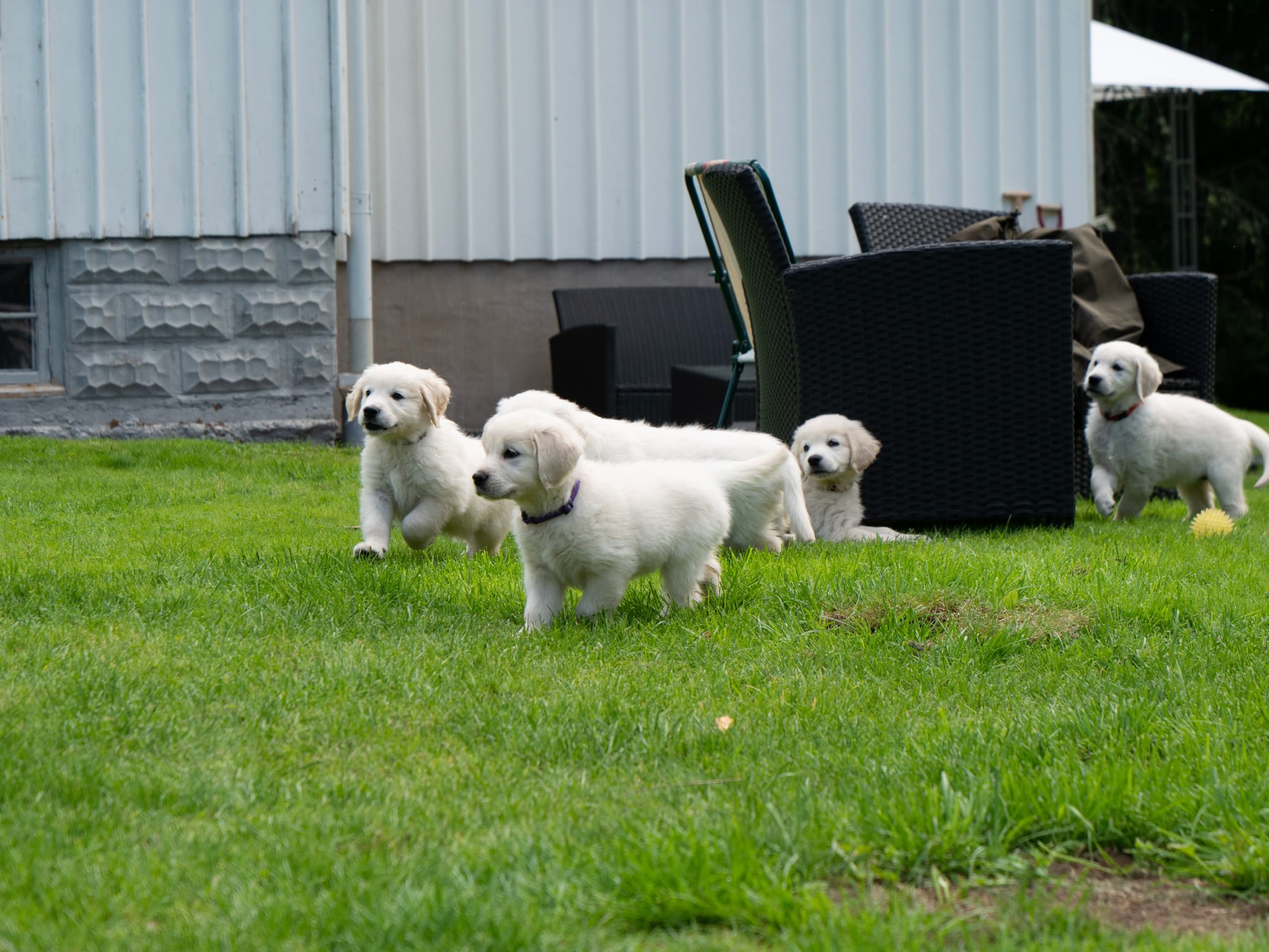 Golden Retriever · Svenshögen · Dream Max