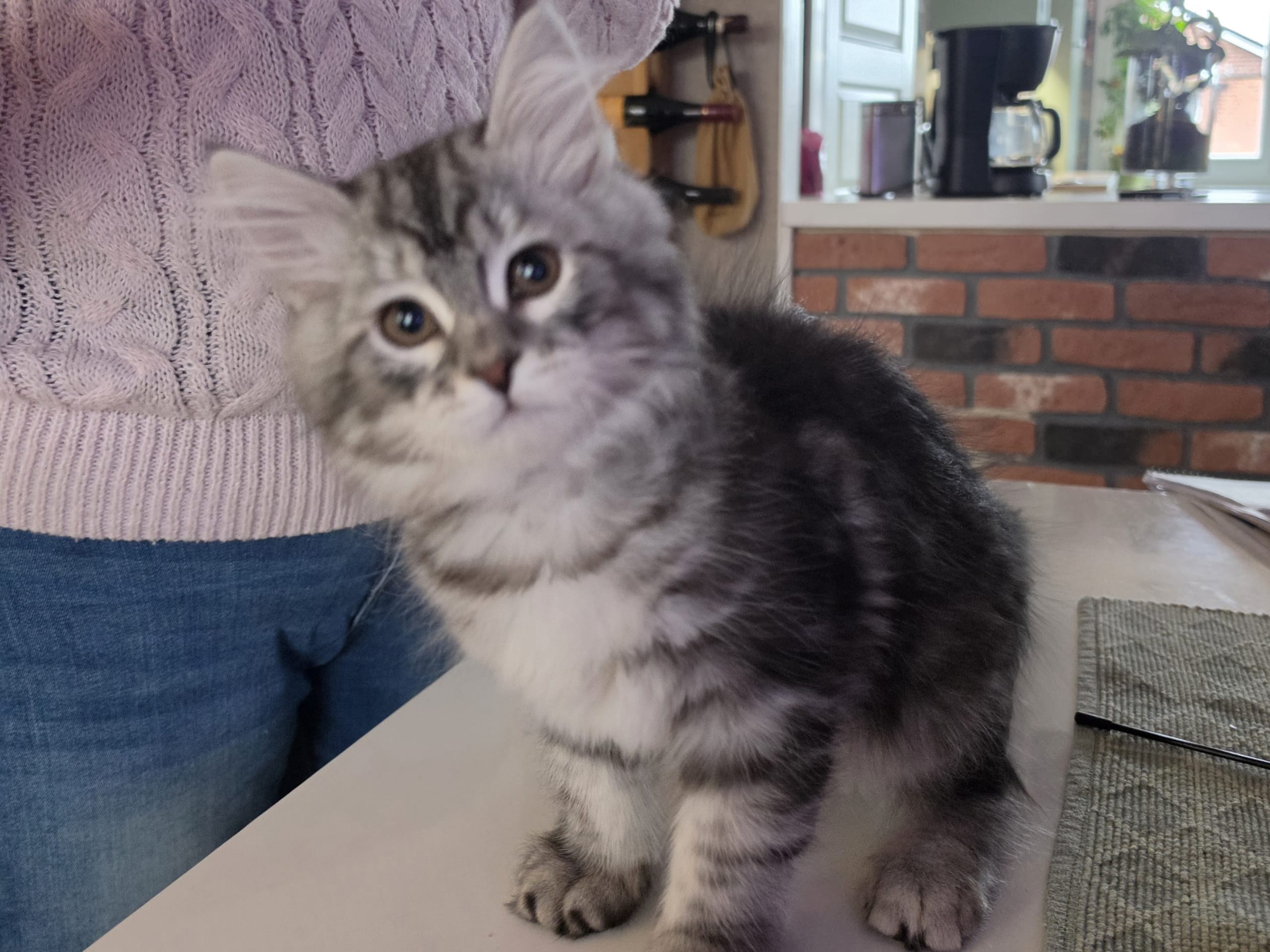 Sibirsk skogkatt · Trelleborg · SE*Gislövs Sibiriska katter