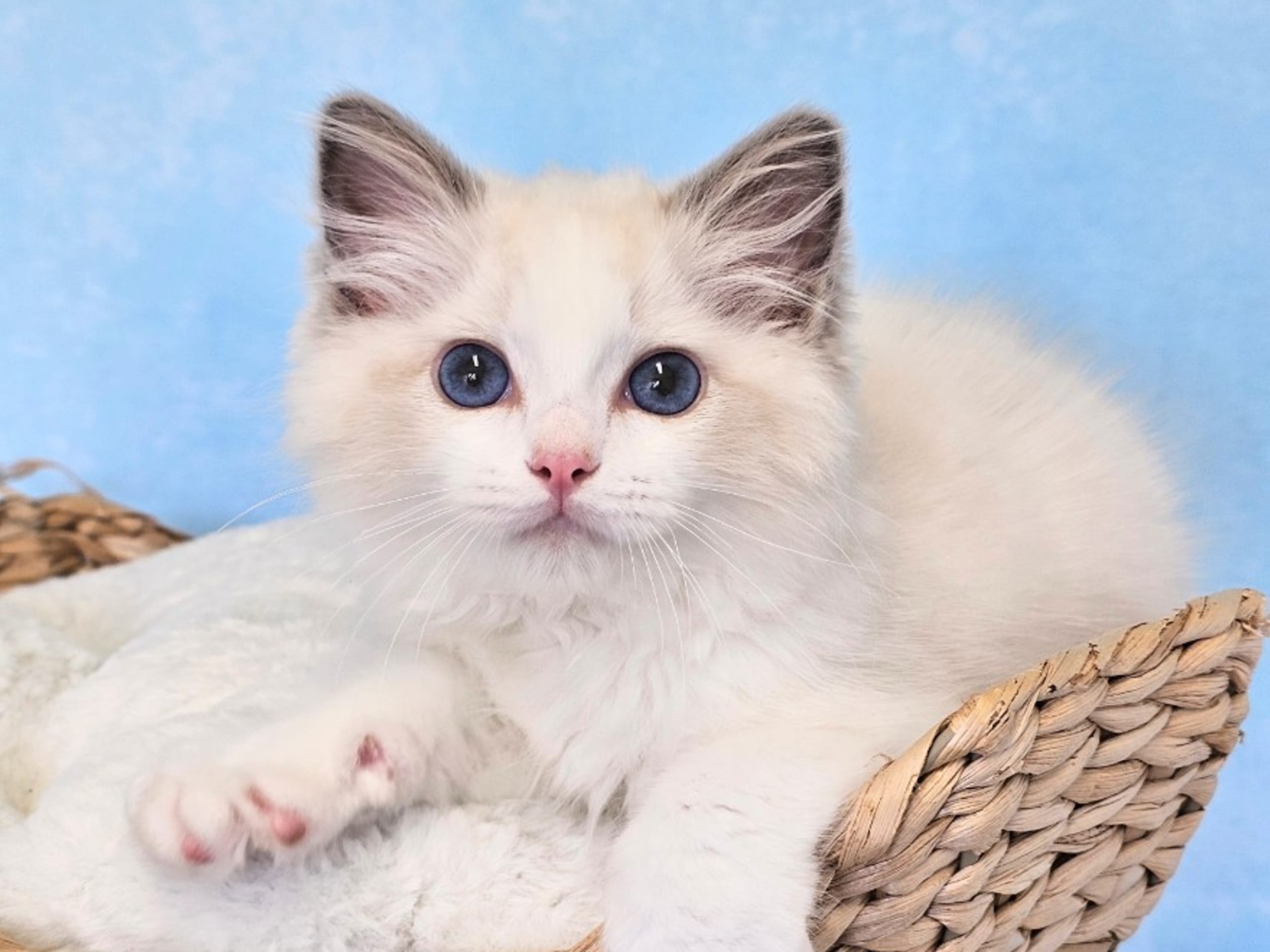 Ragdoll · Asmundtorp · SE*Cats of Kruger