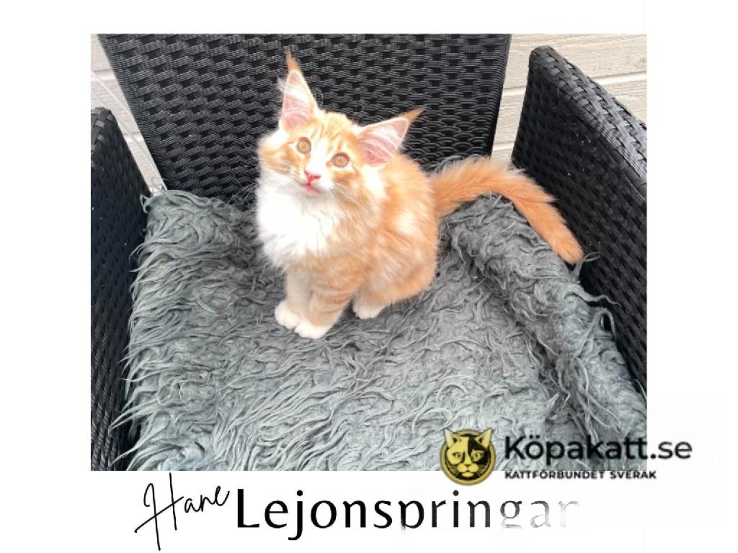 Norsk skovkat · Bodafors · Linda Sandahl