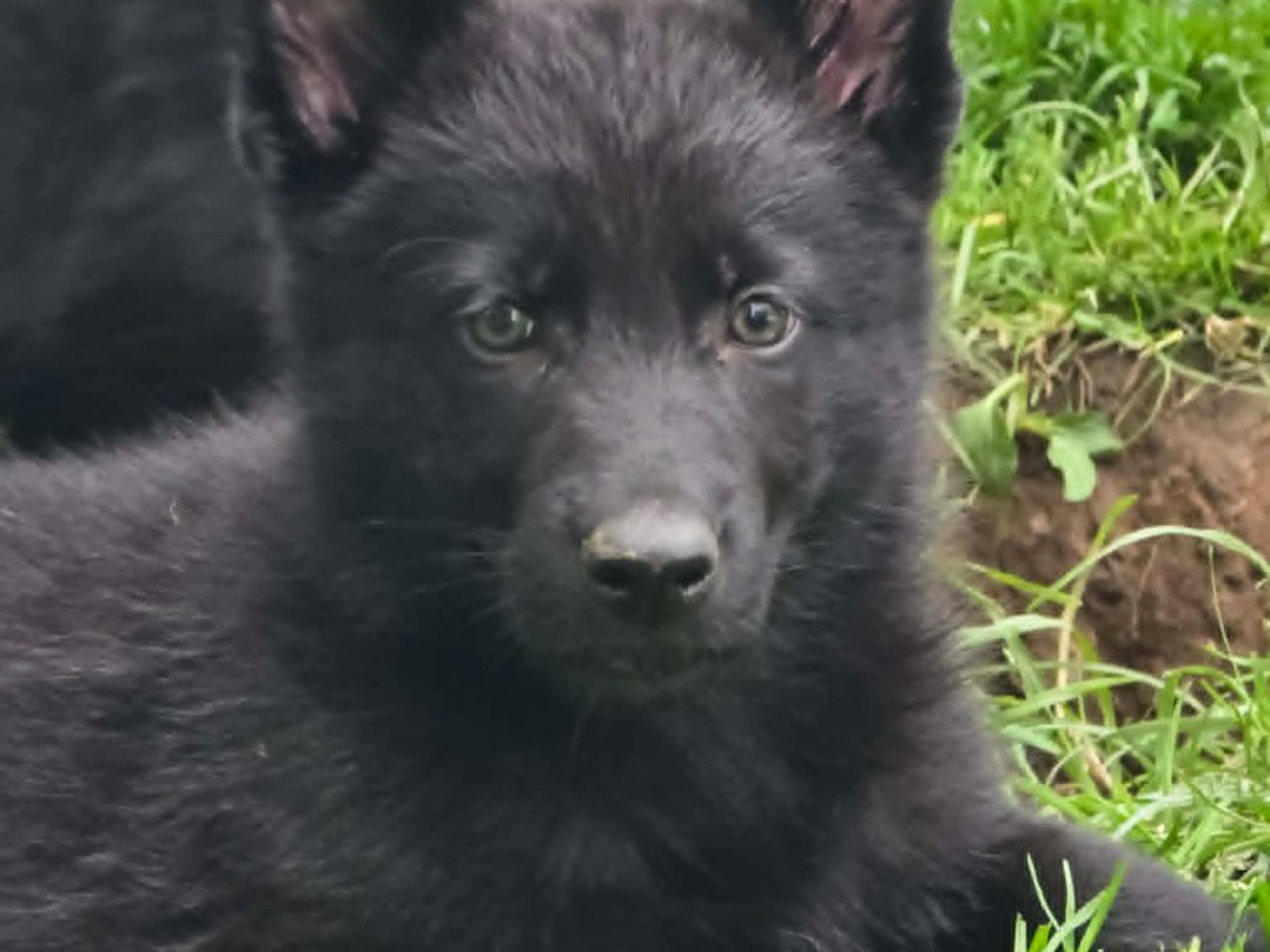 Tysk Schäferhund · Vallåkra · Incidents