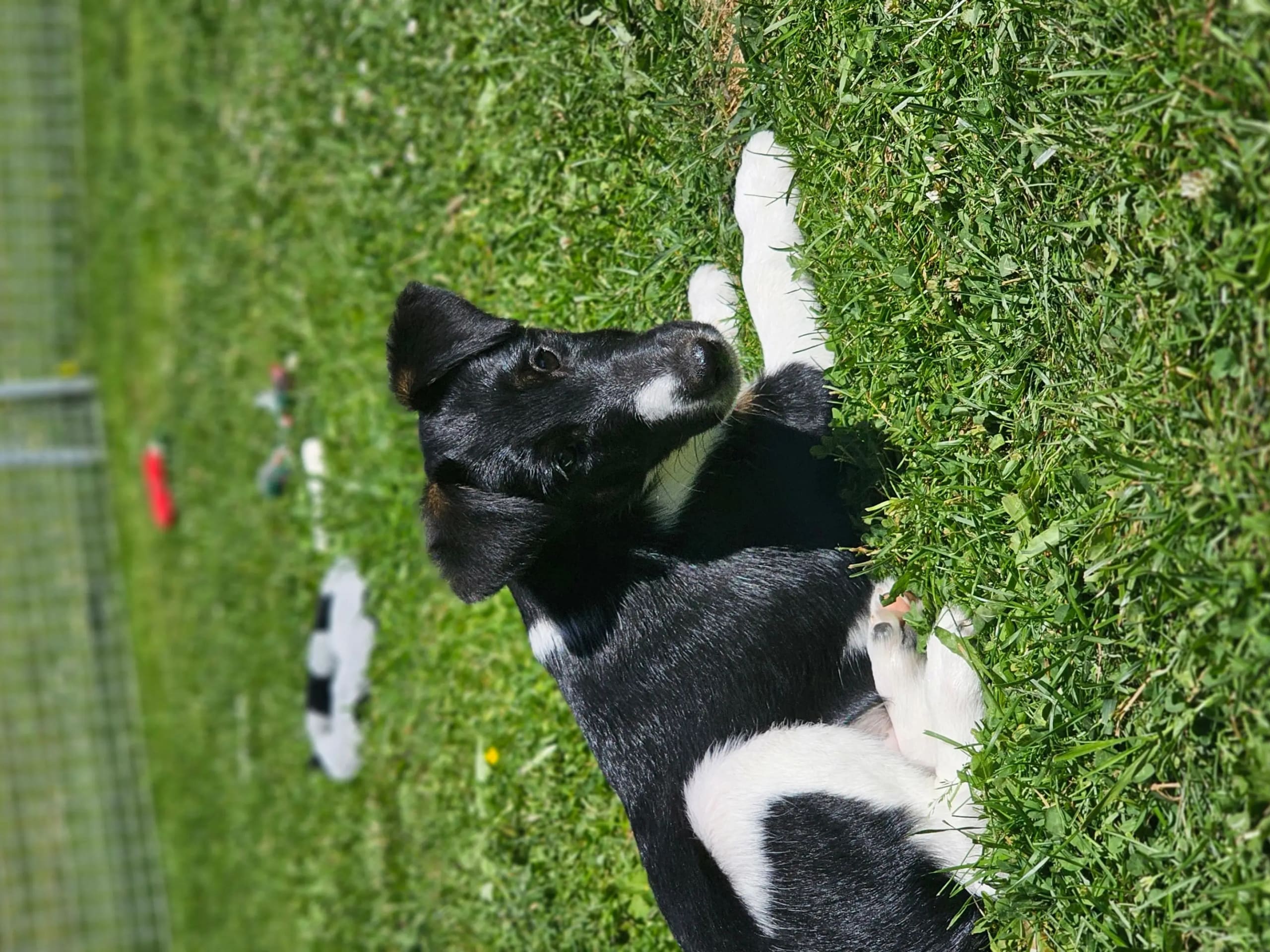 Släthårig foxterrier · Maura · Hilde Rognstad