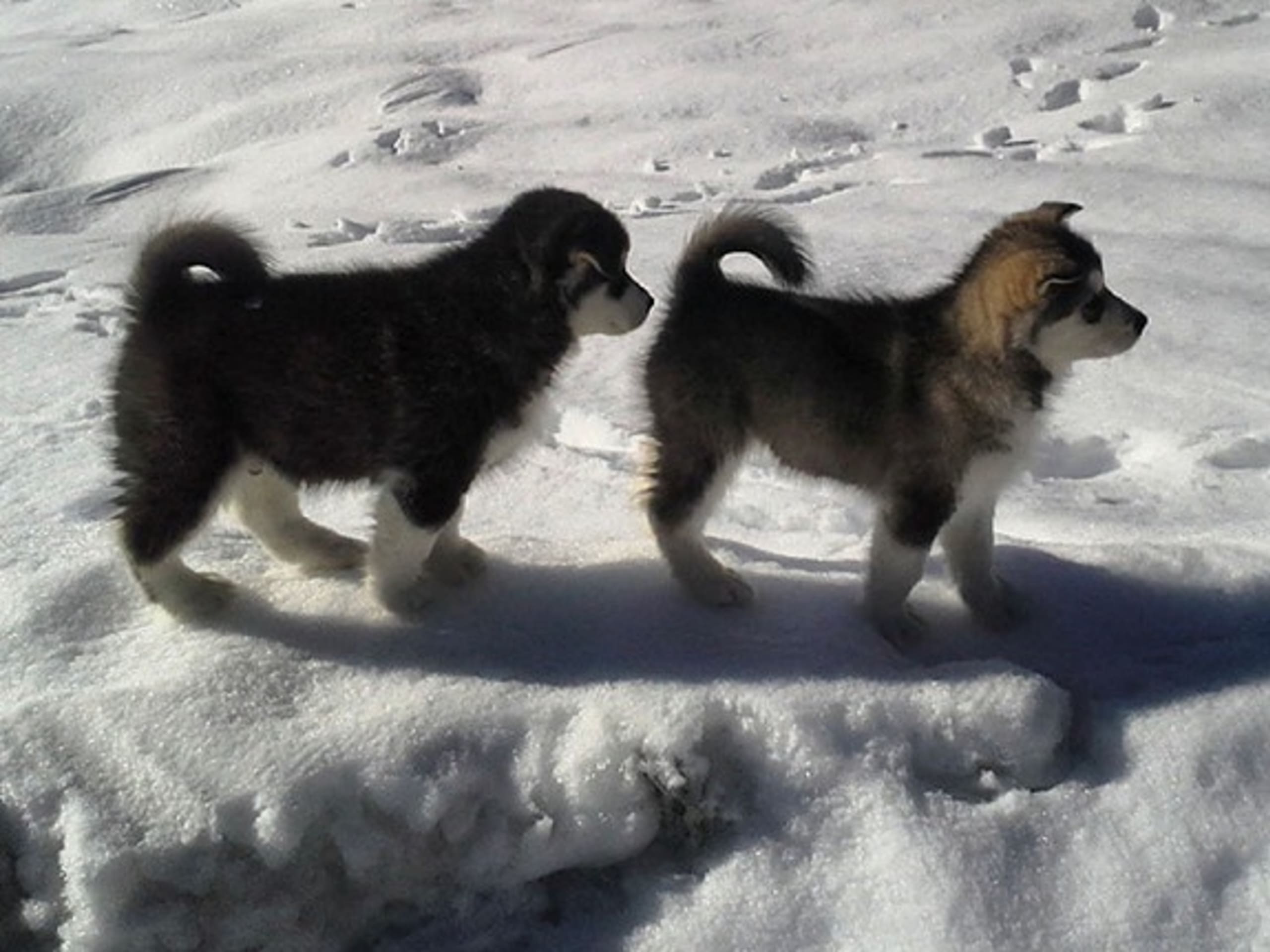Alaskan malamute · Seljord · Kennel Kitchaq