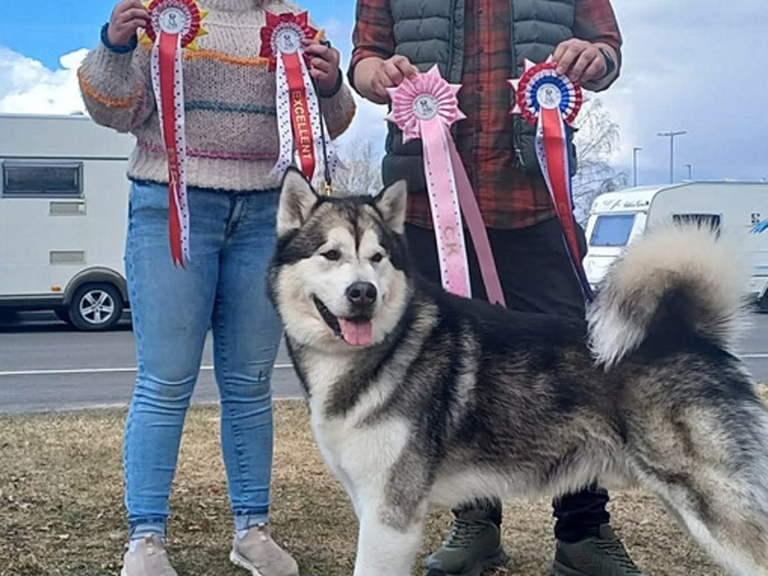 Alaskan malamute · Seljord · Kennel Kitchaq