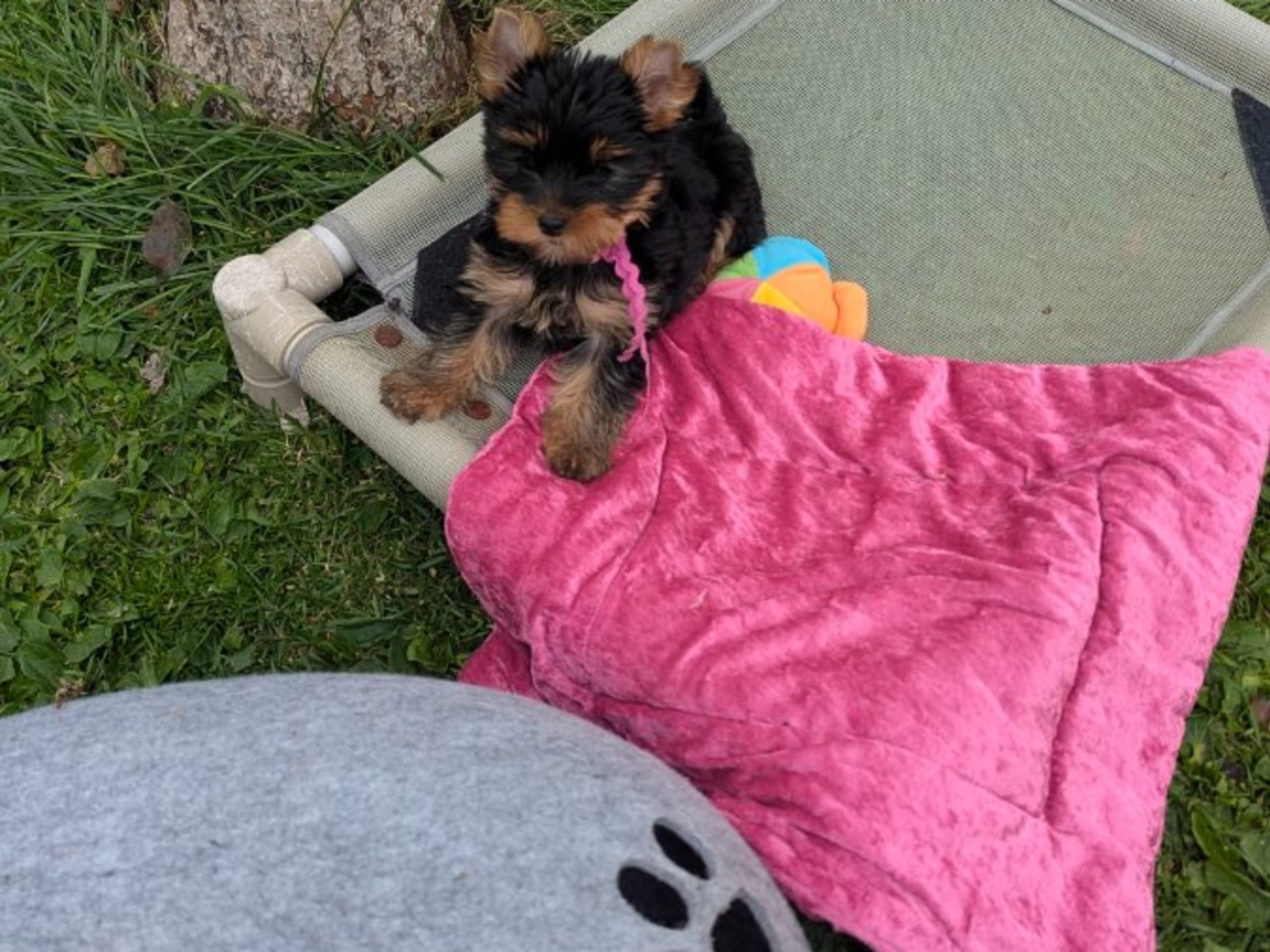 Yorkshire terrier · Hudiksvall · Zweetzayorx