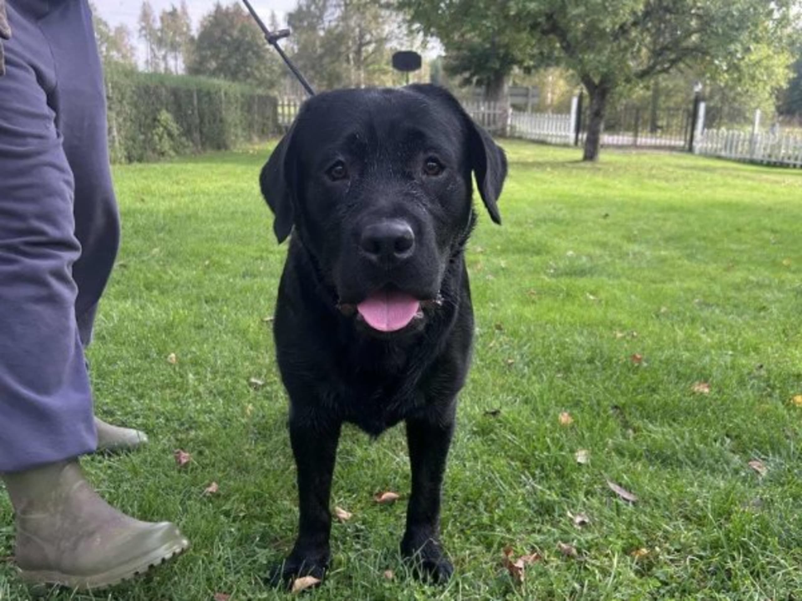 Labrador retriever · Björkvik · Annual's