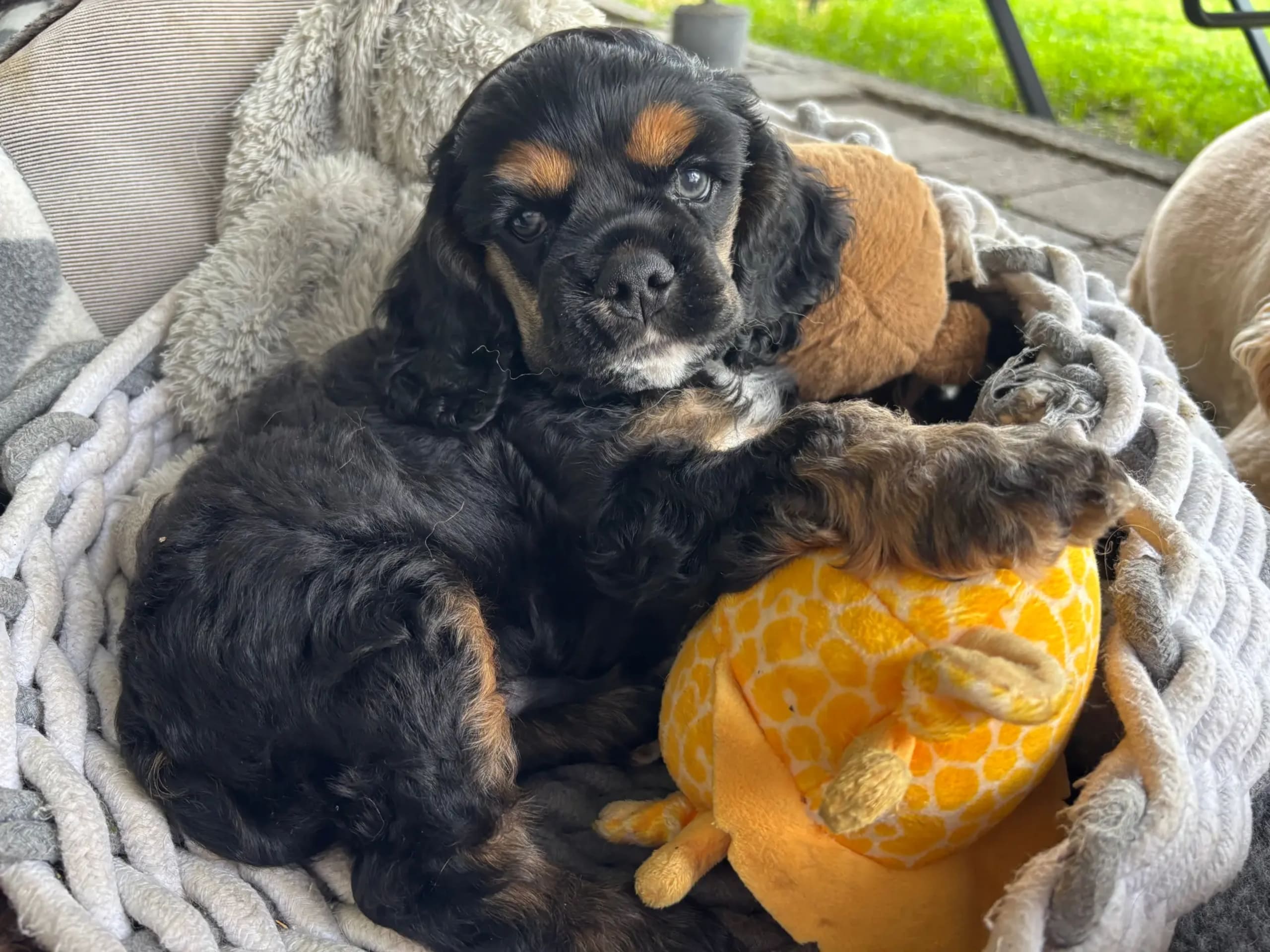 Amerikansk cocker spaniel · Auli · Sanichaya Sonsri