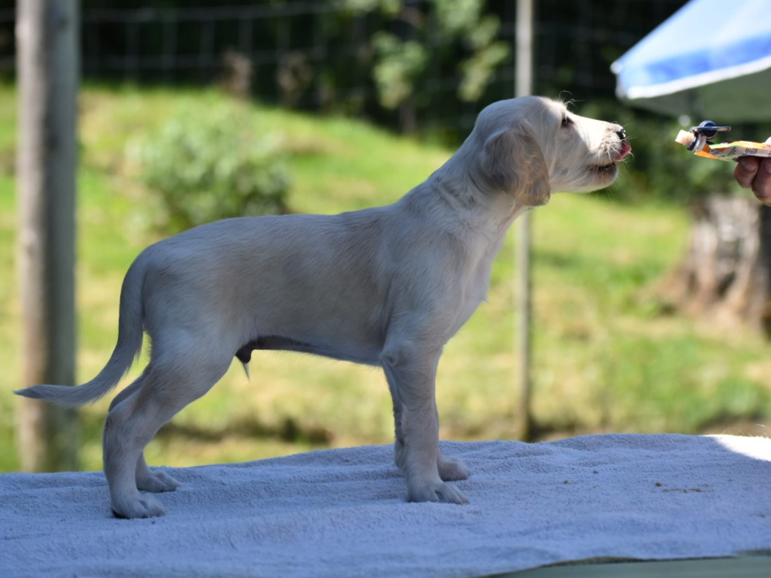 Saluki · Vaggeryd · Ojmanako's