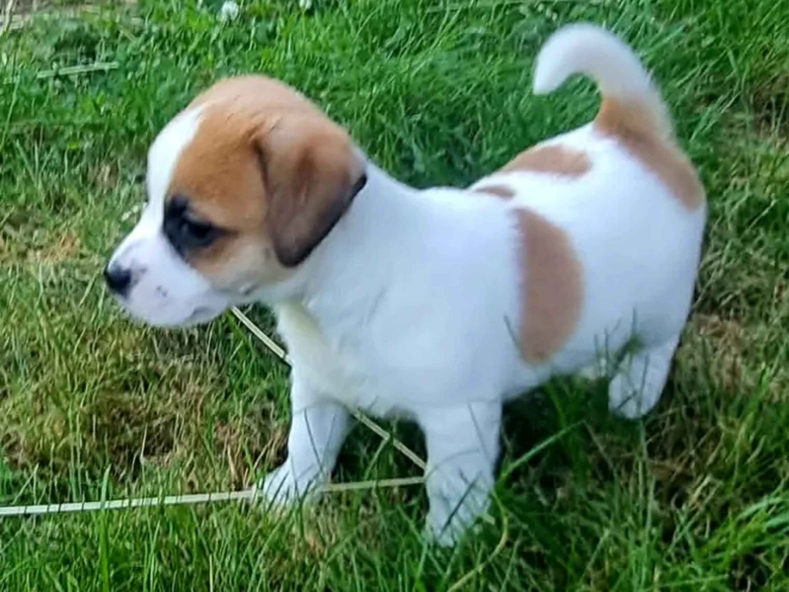 Jack Russell Terrier · Vormsund · Gun Synøve Wulff