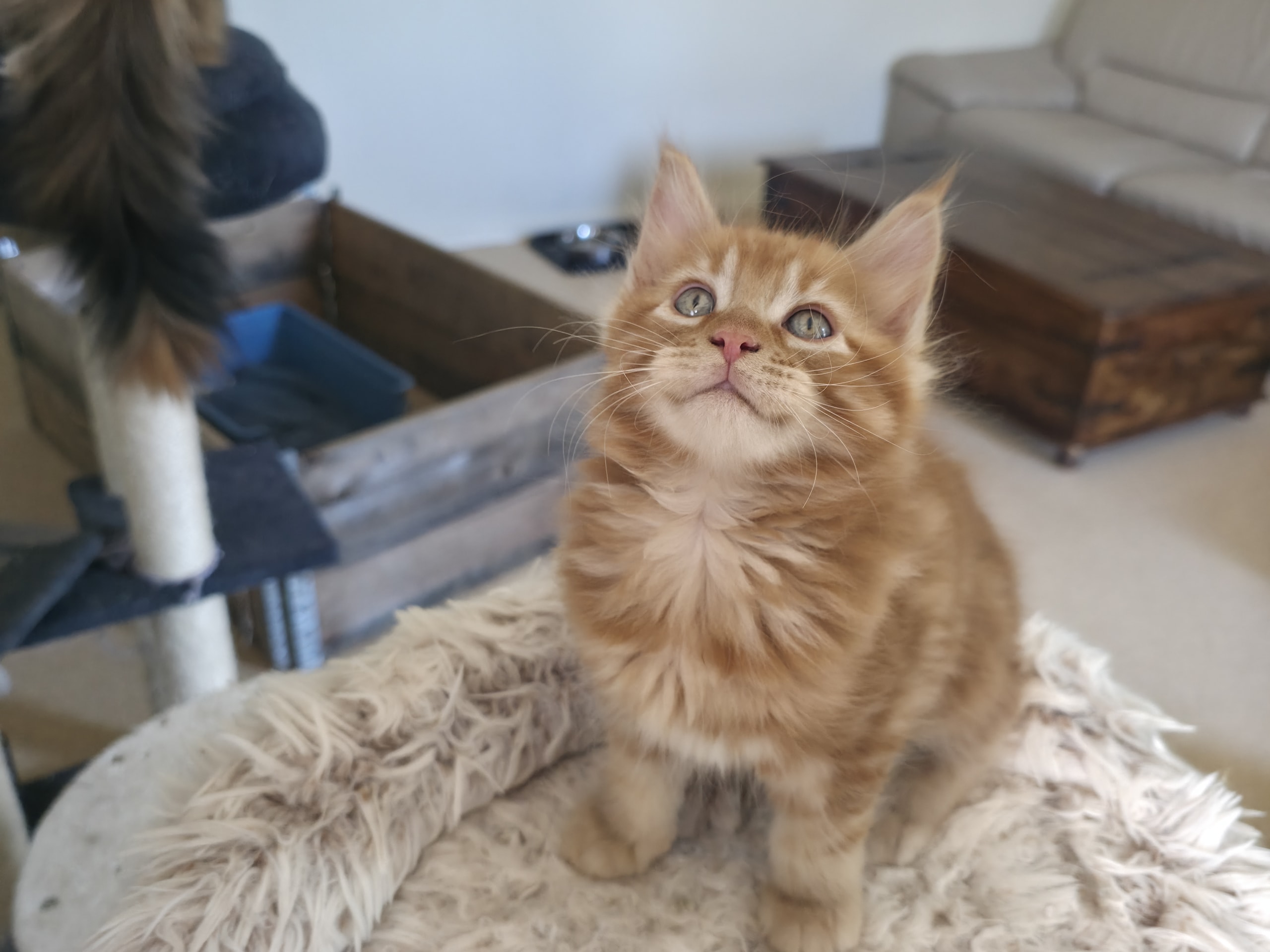 Maine Coon · Reinsvoll · Carina H.