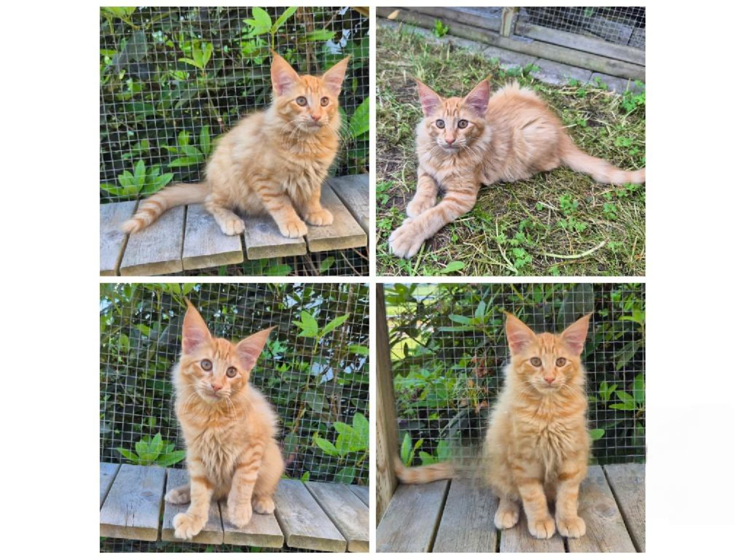 Norsk skogkatt · Kil · S*Djupdalen's