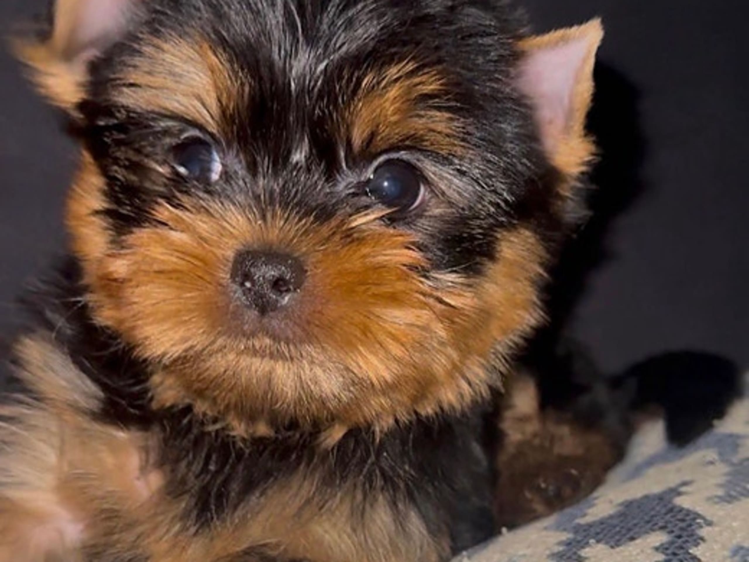 Yorkshireterrier · Oslo · Anna Victoria Borge