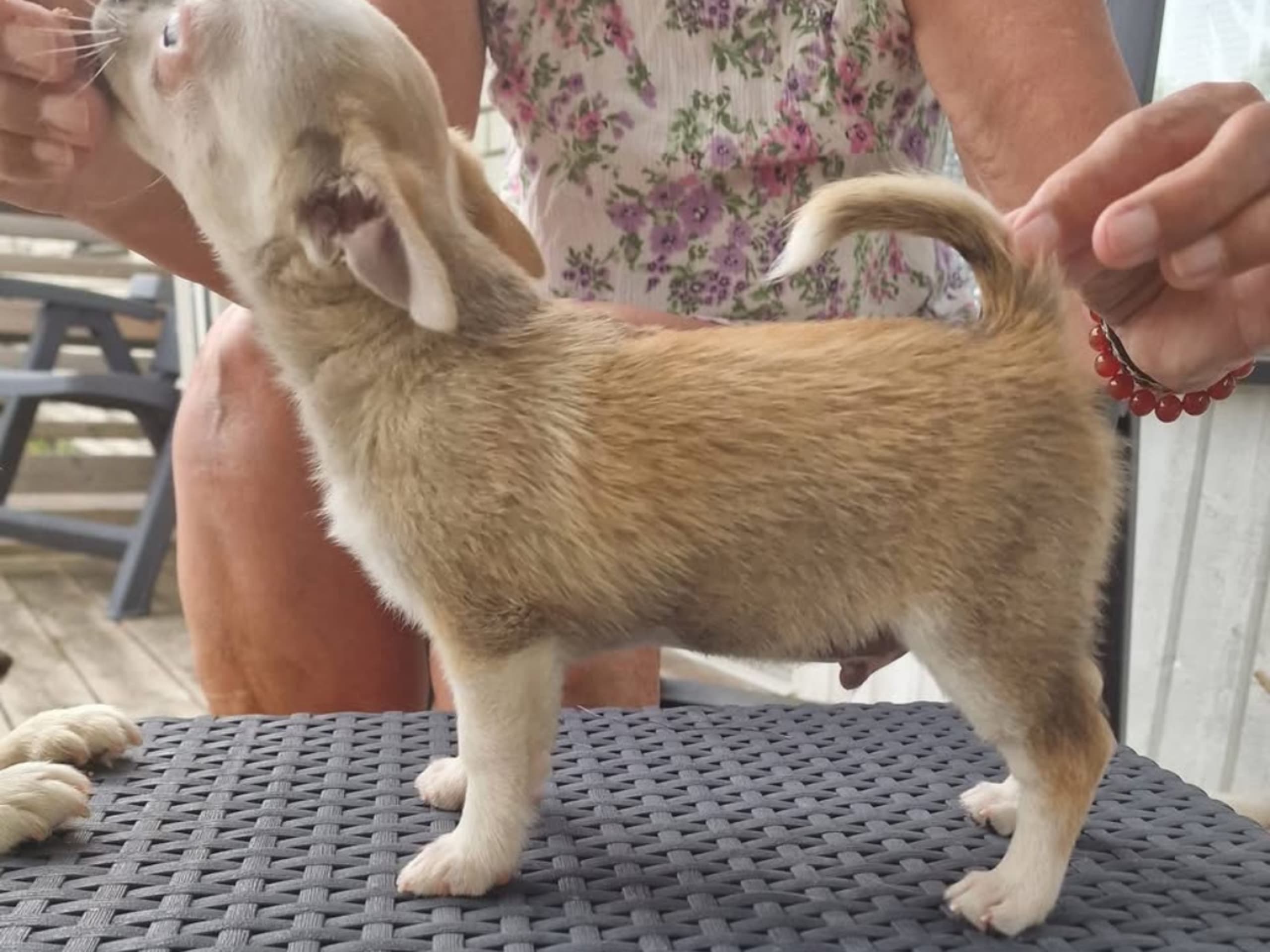 Chihuahua · Hindås · Gyllen Tass
