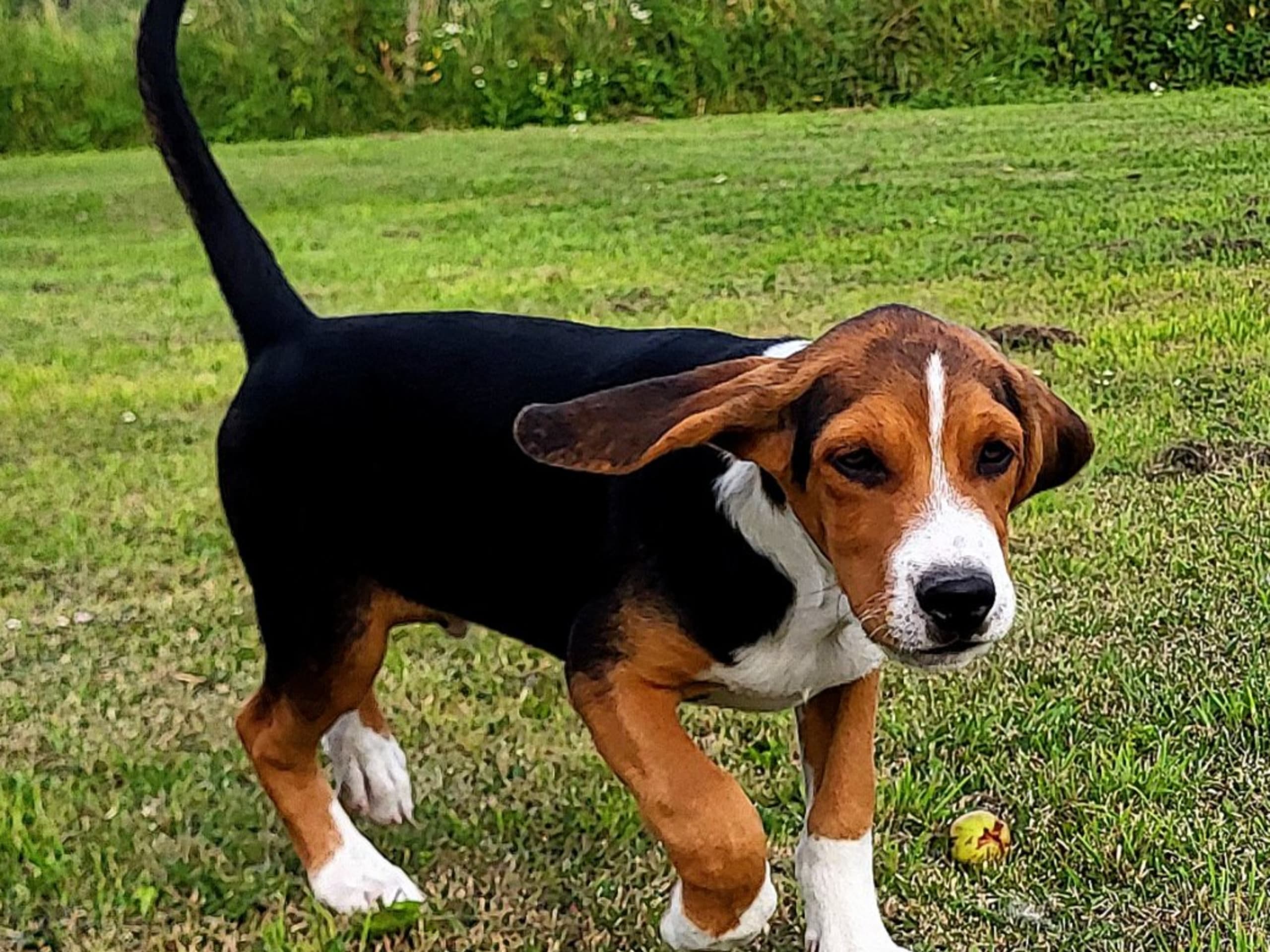 Hamilton Hound · örsundsbro · Ackers
