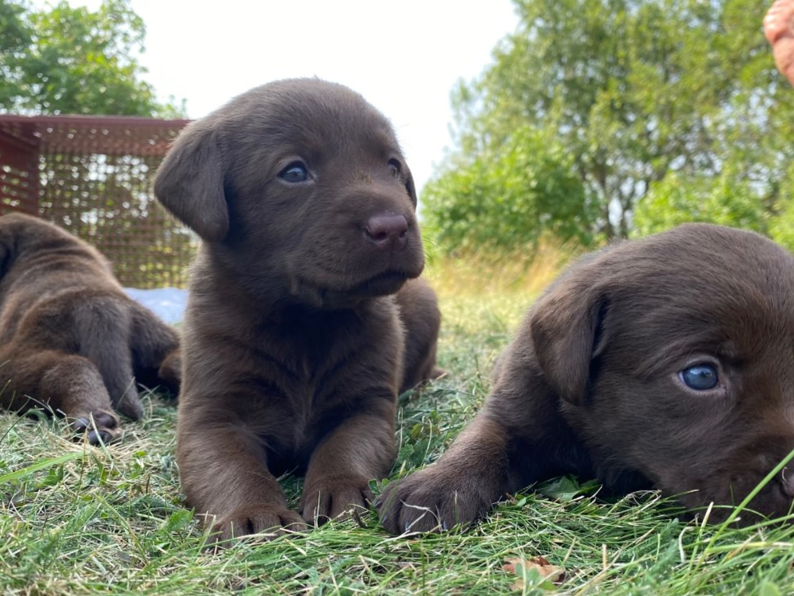 Labrador retriever · Örsundsbro · Storåns kennel