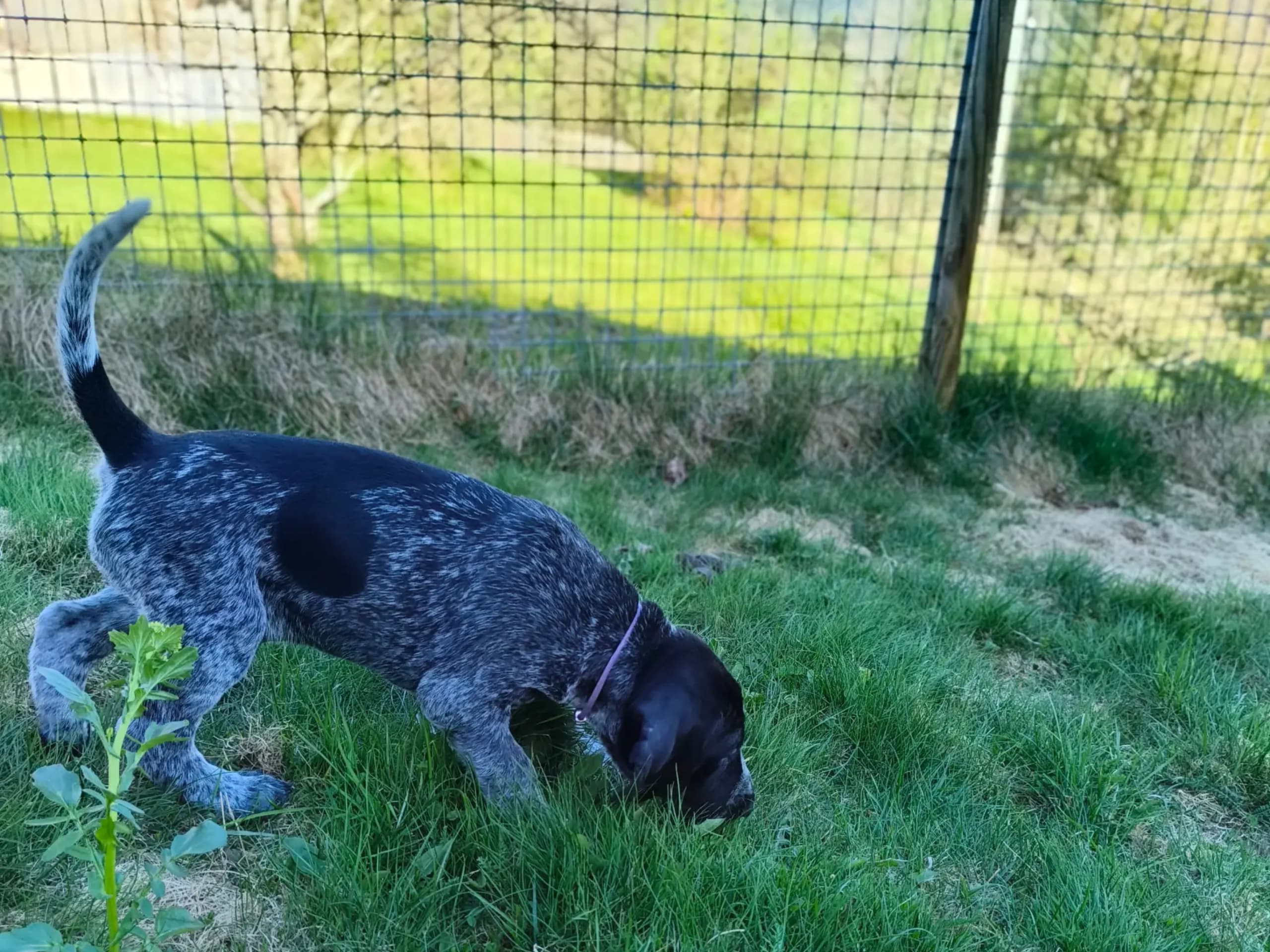 German Shorthaired Pointer (Vorsteh) · Åmot · Bjerkeskogens