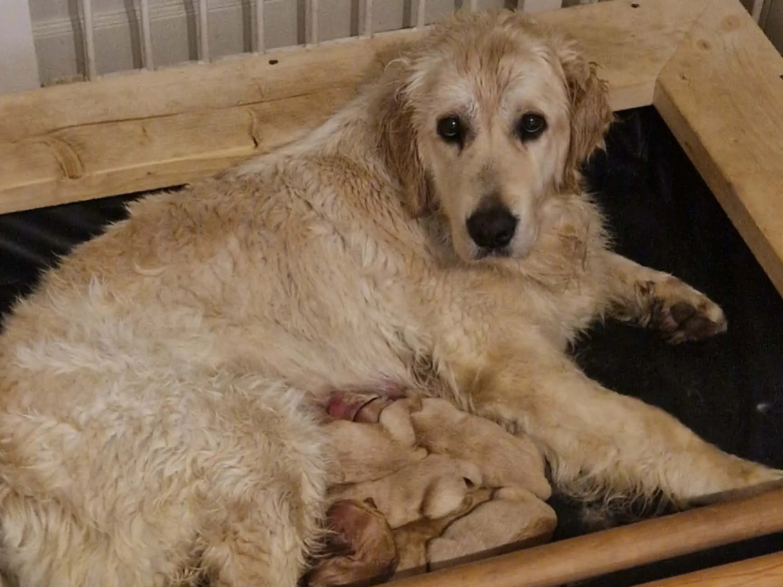 Golden retriever · Tørdal · Simen Lohne Rønning